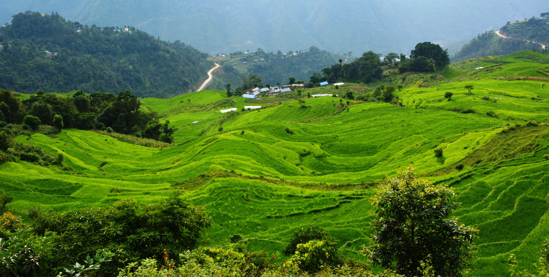 हरियाली भुम्लुबेँसी