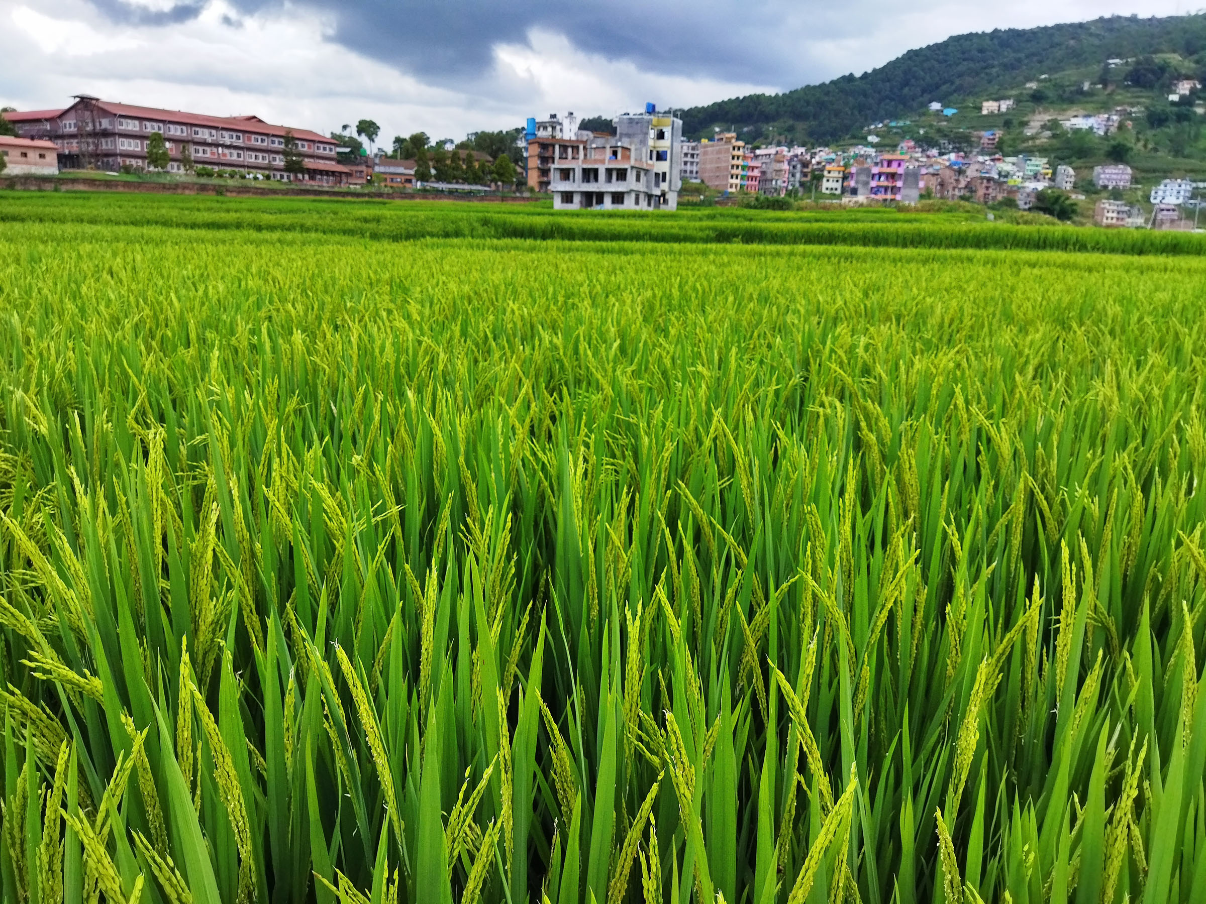 झुल्दै हरियाली धान
