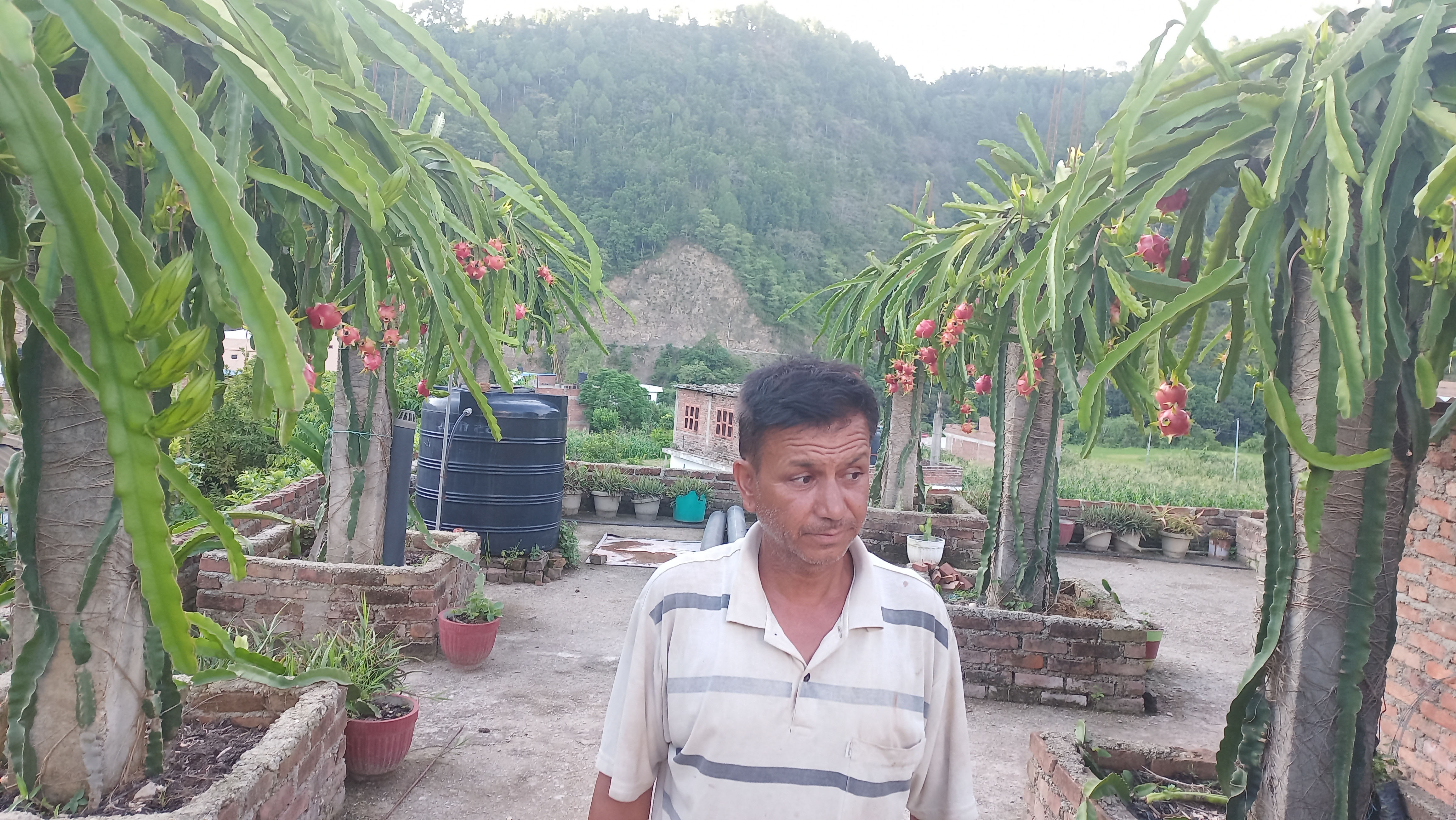 ड्रागन खेती : प्रतिकेजी एक हजारमा घरबाटै बिक्री
