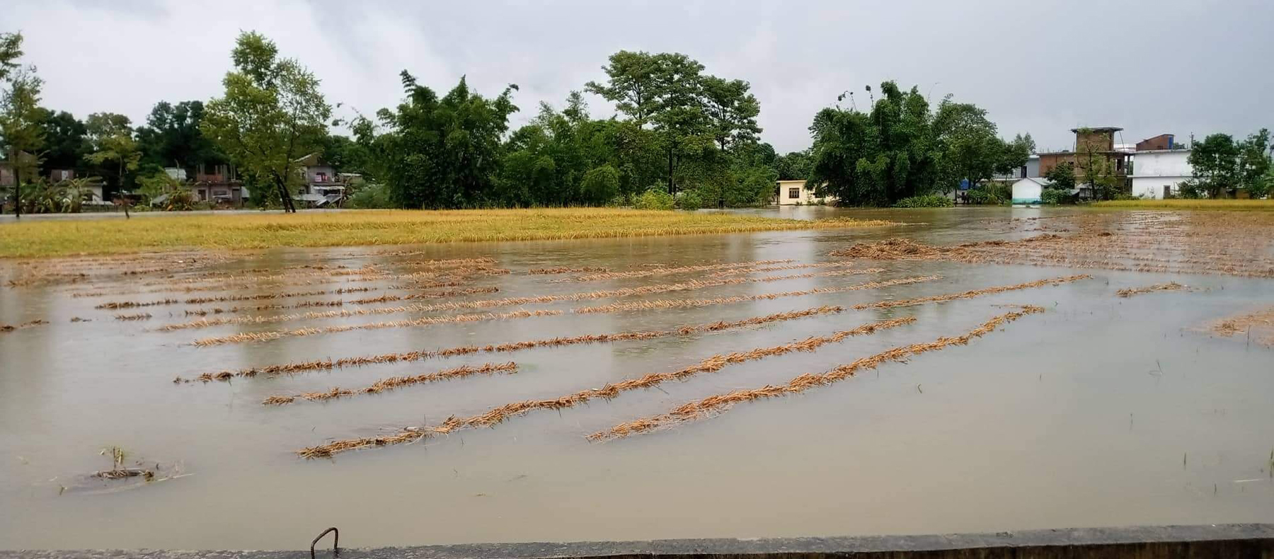 डुबानमा धानखेत