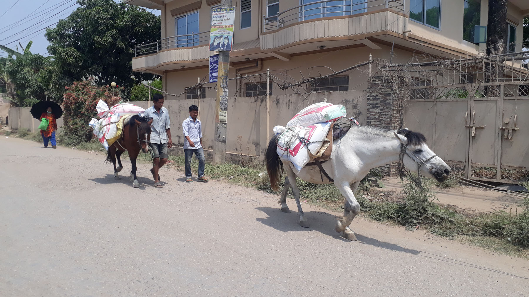 घोडामा ढुवानी