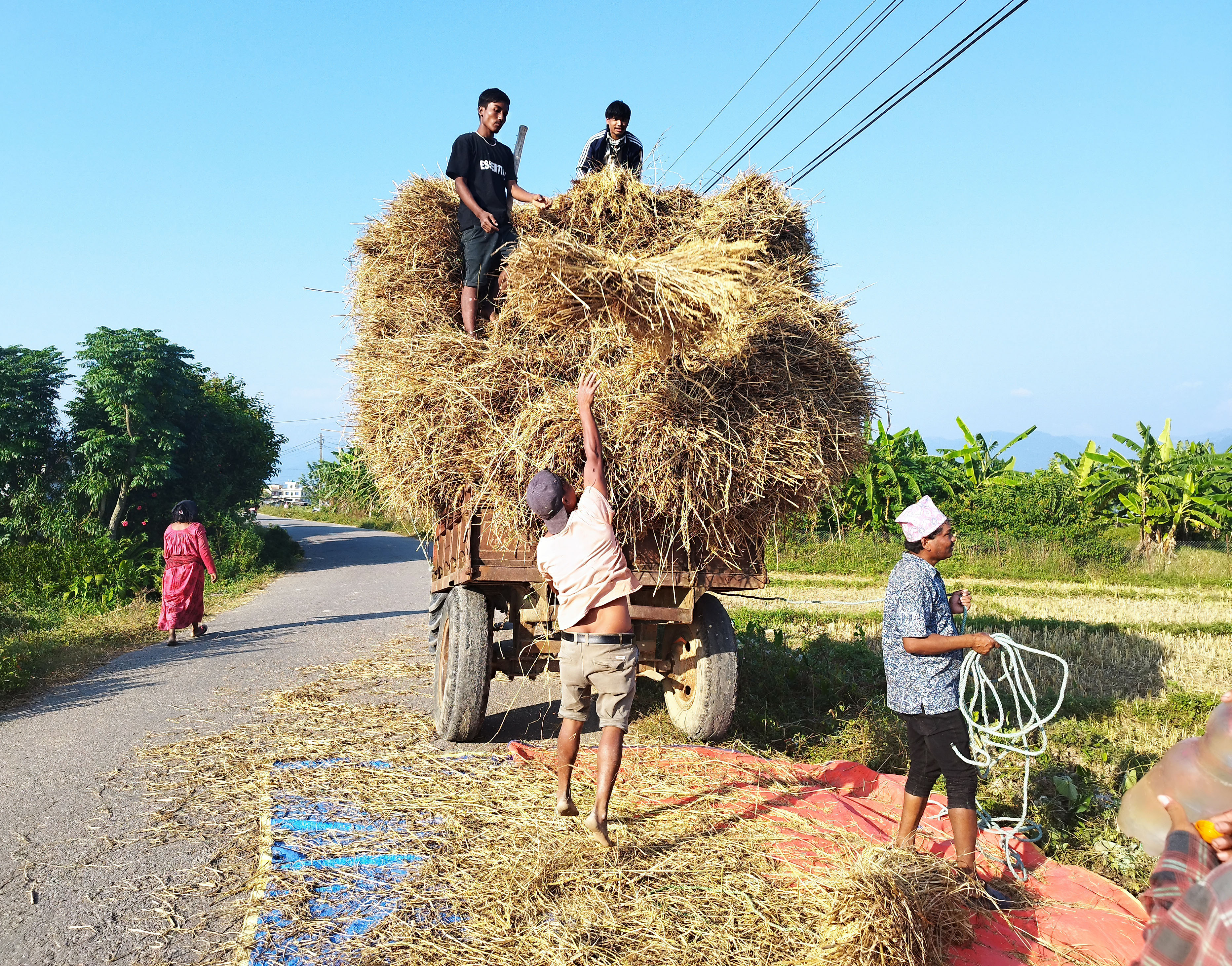 खेतबाट धानसहित पराल घर लैजाँदै