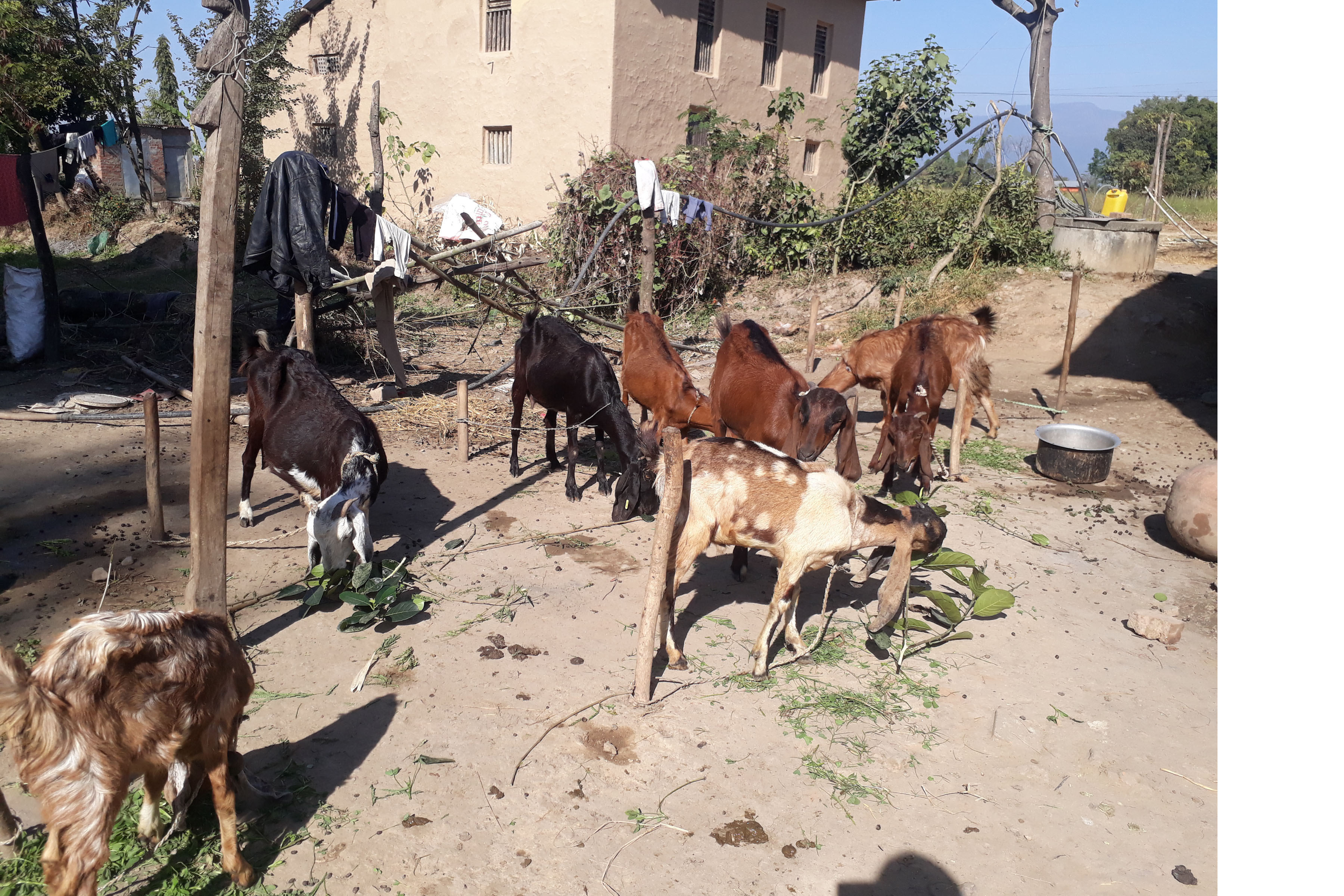 व्यावसायिक बाख्रापालन