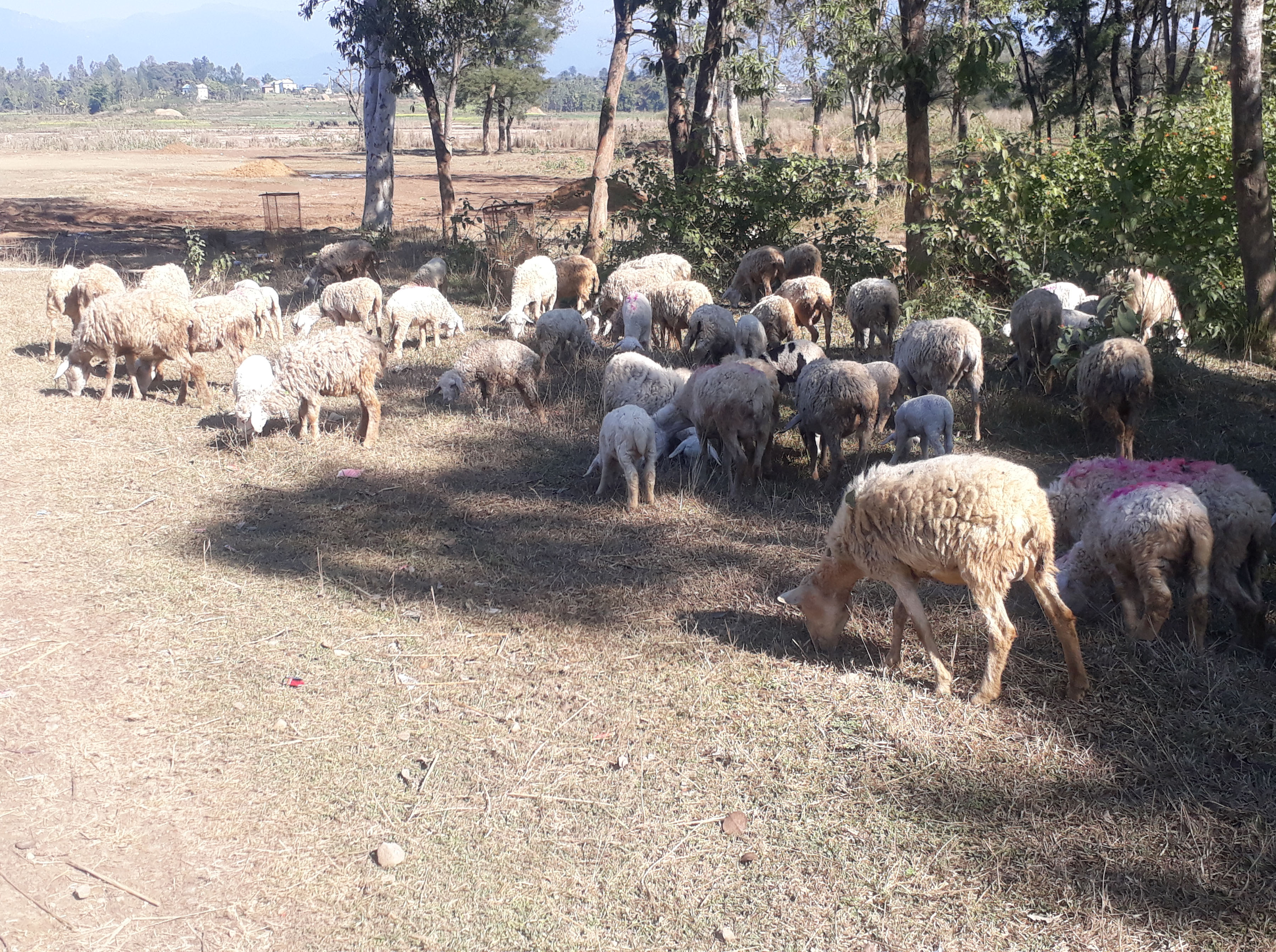 व्यवसायिक रुपमा भेंडा पालन