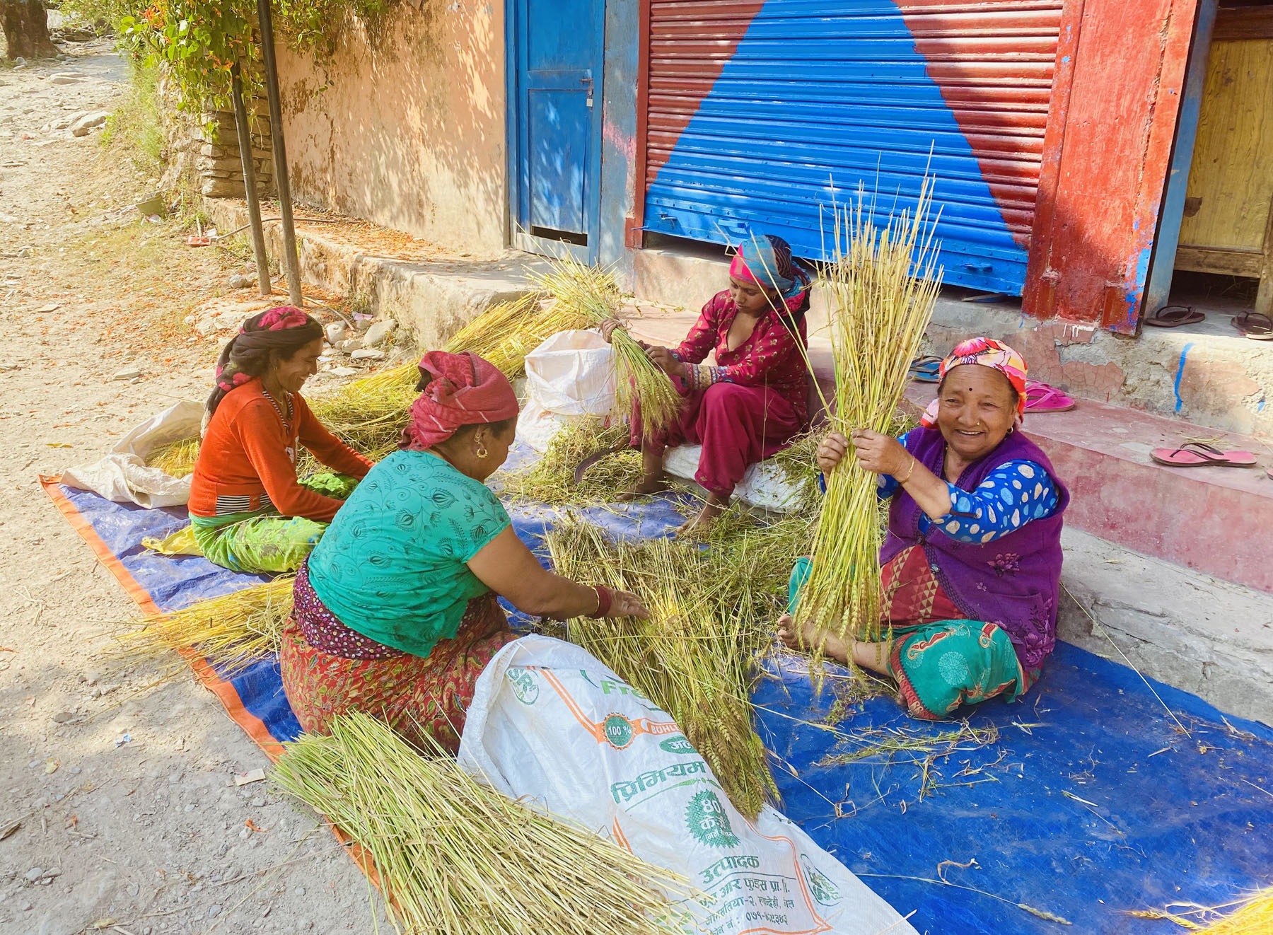 बाली भित्र्याउने चटारो