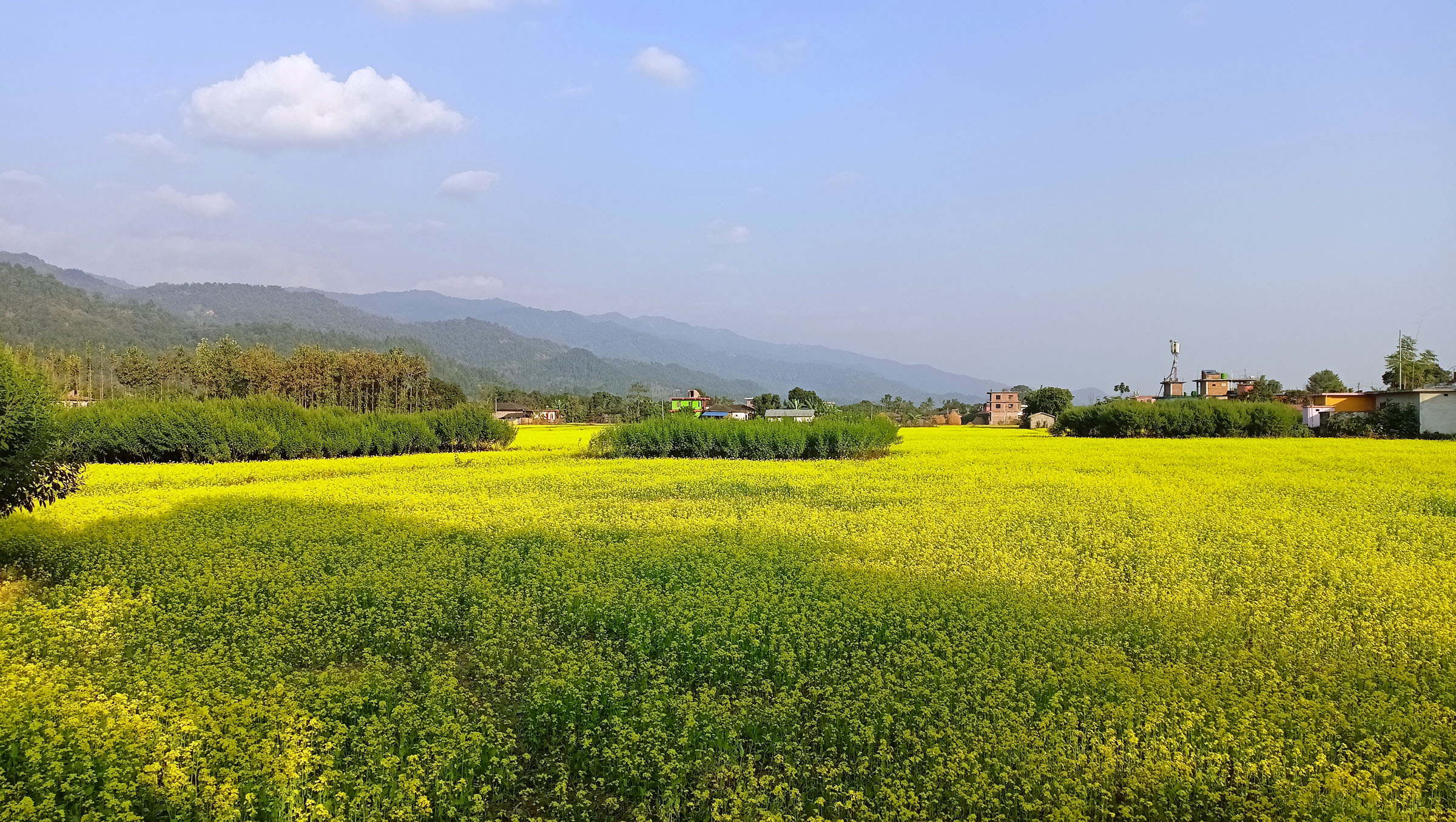 तोरी फुल्यो बारीमा
