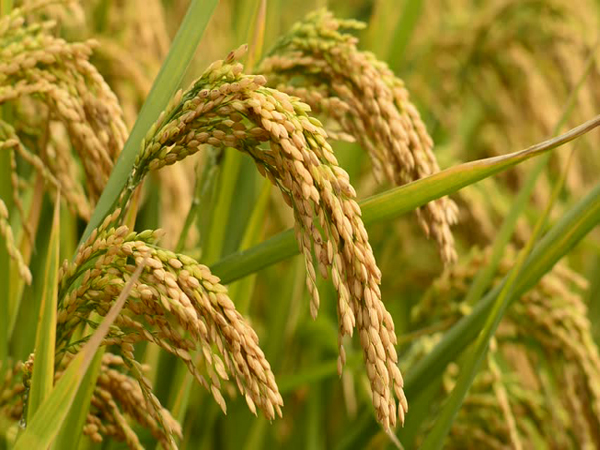 धान खरिदमा  दलाल र खाद्य संस्थान बीच मिलेमतो, किसान मारमा