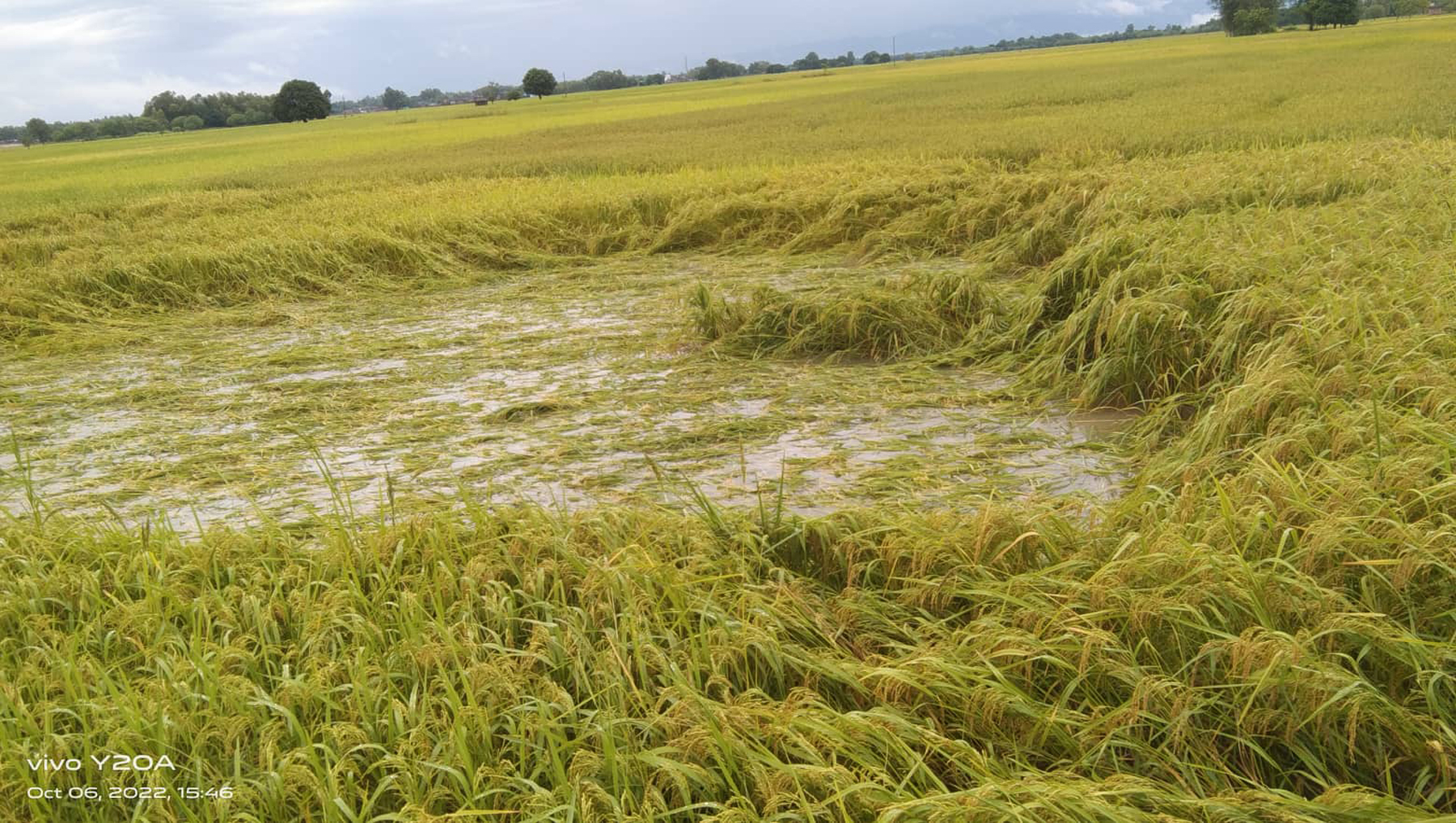 वर्षाले पसाएको धान बालीलाई डुुबायो