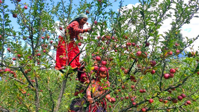 स्याउ टिप्दै किसान