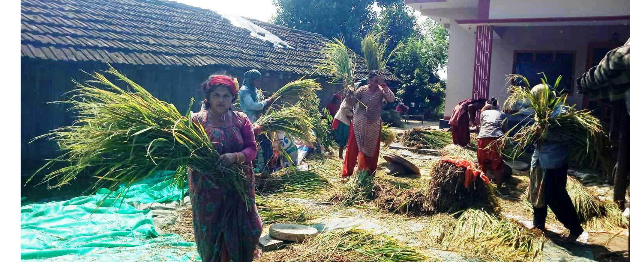 पानीले ढालेको काच्चो धान झार्दै किसान