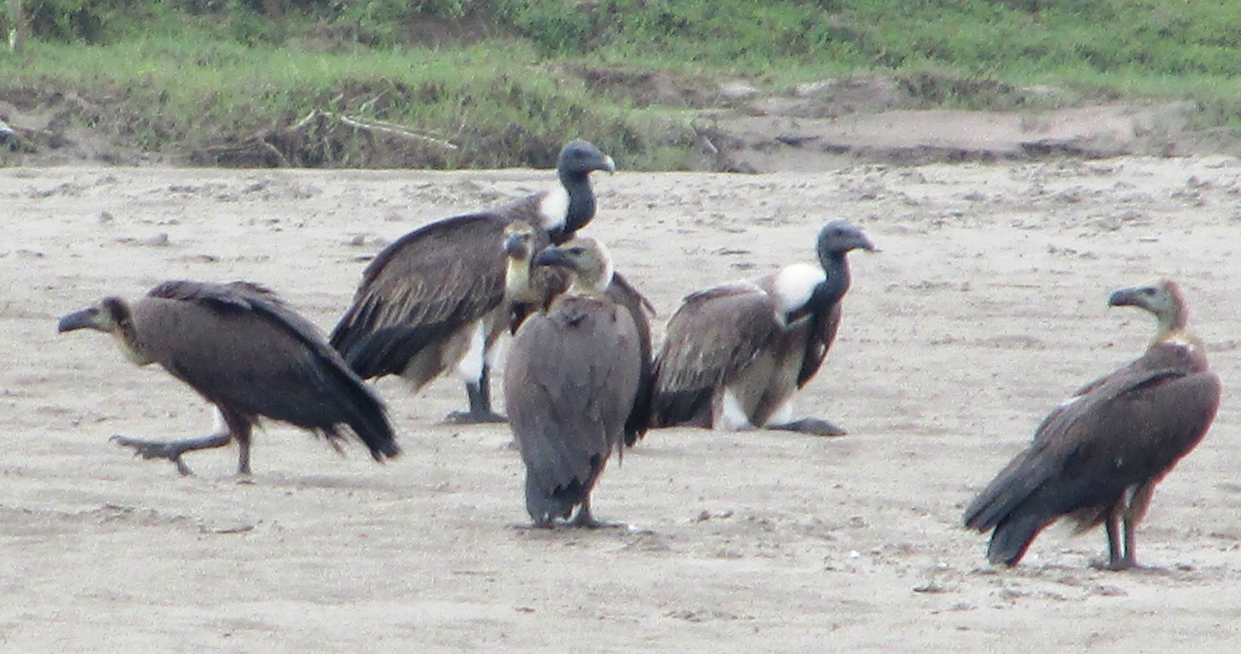 डङ्गर गिद्ध