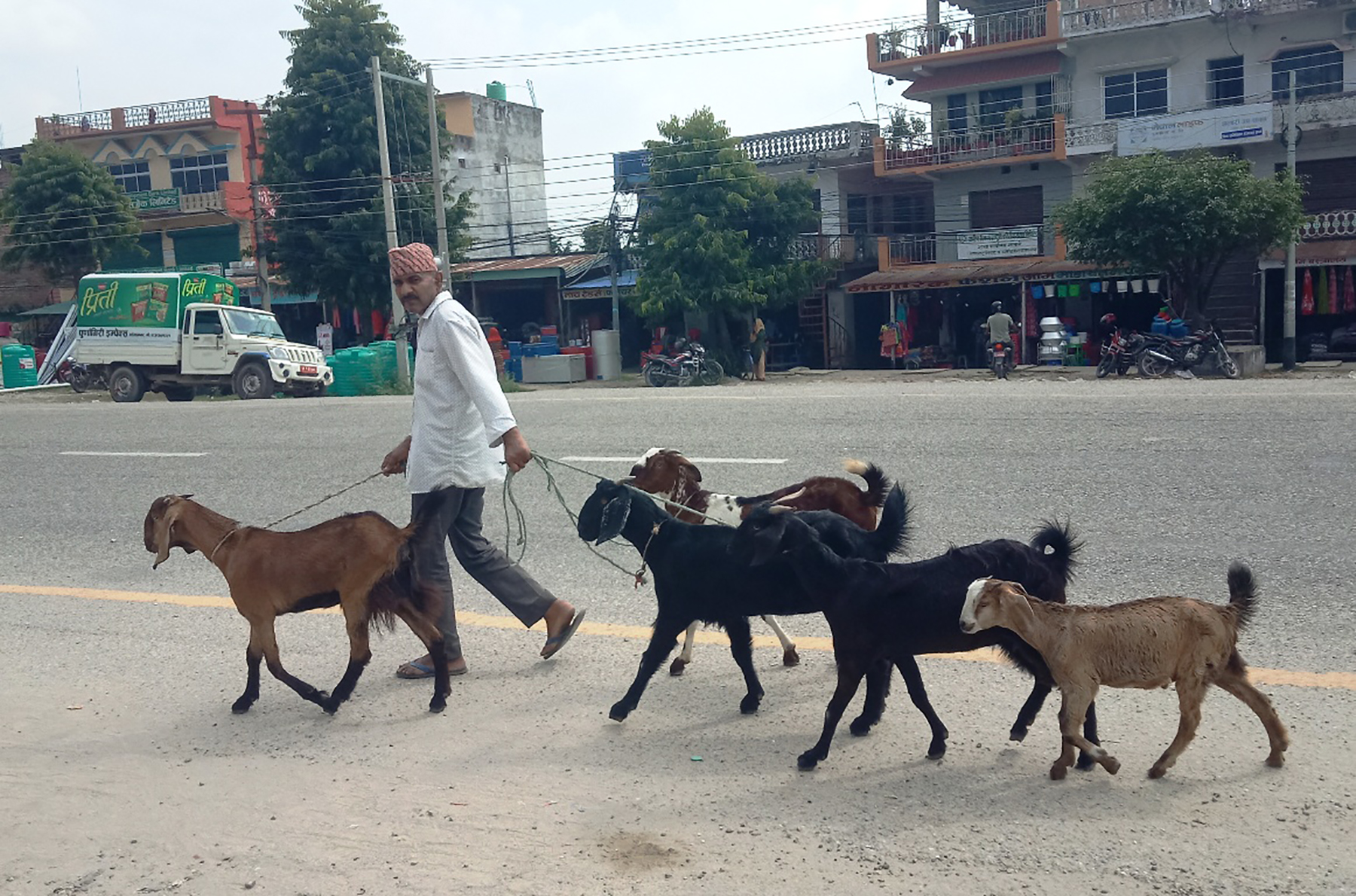खसीबोका बिक्री गर्न लैजाँदै