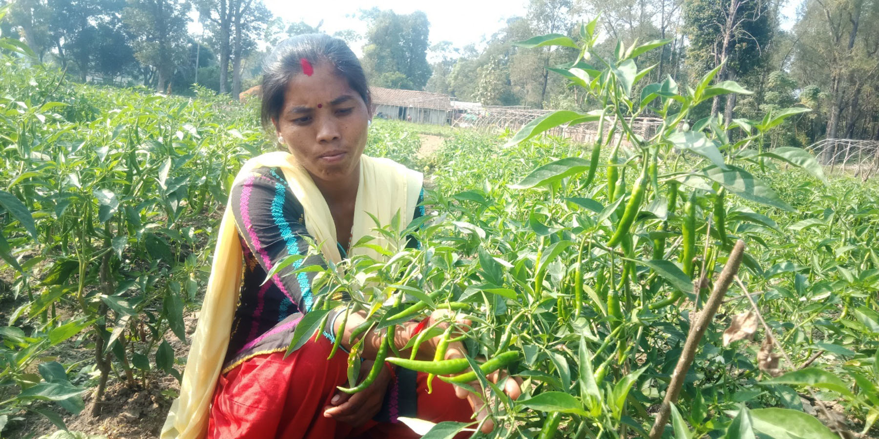 फलेको खुर्सानी देखाउँदै