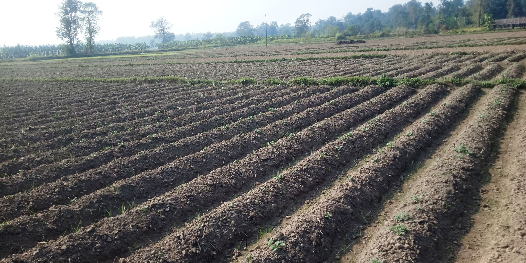 खेतमा लगाइएको आलु