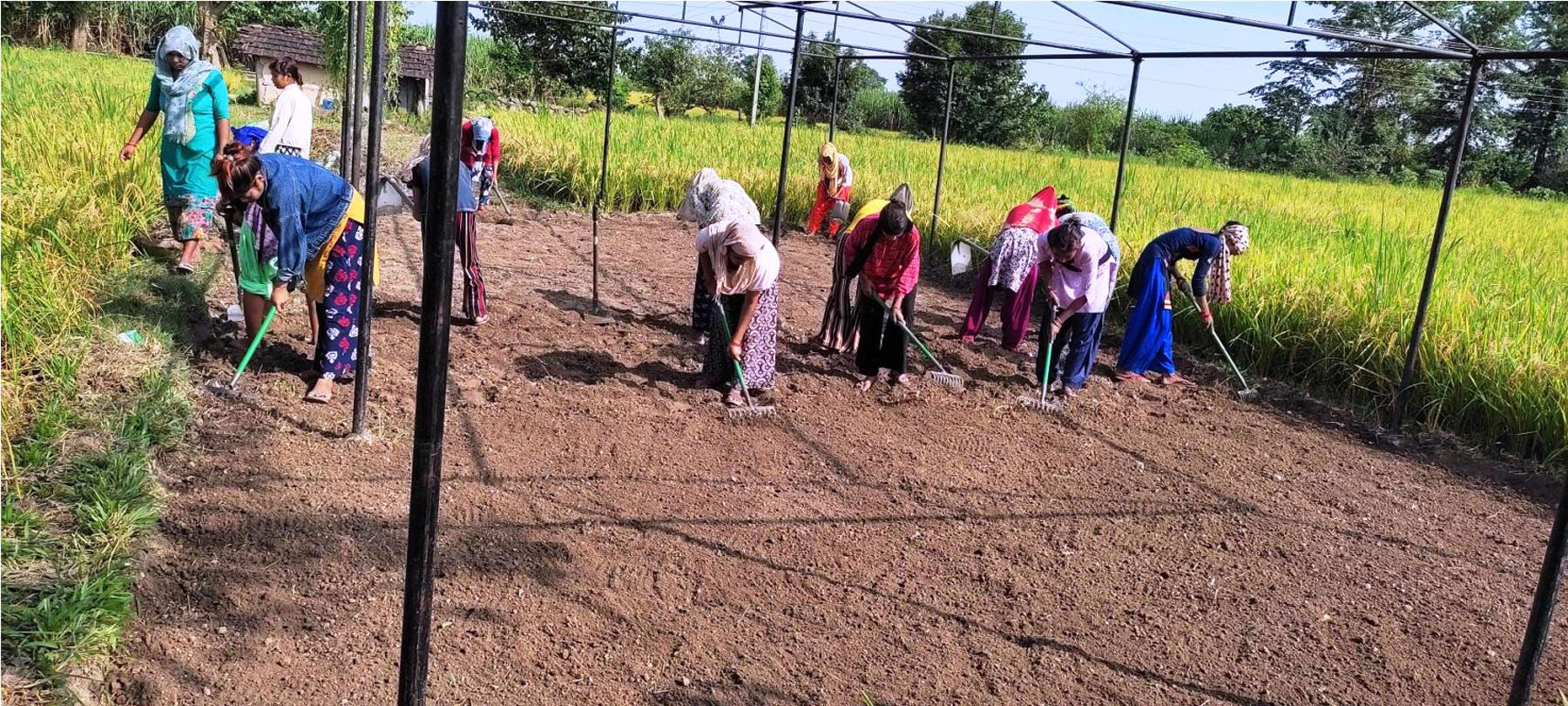 तरकारीको बेर्ना तयार गर्न खेत तयार गर्दै