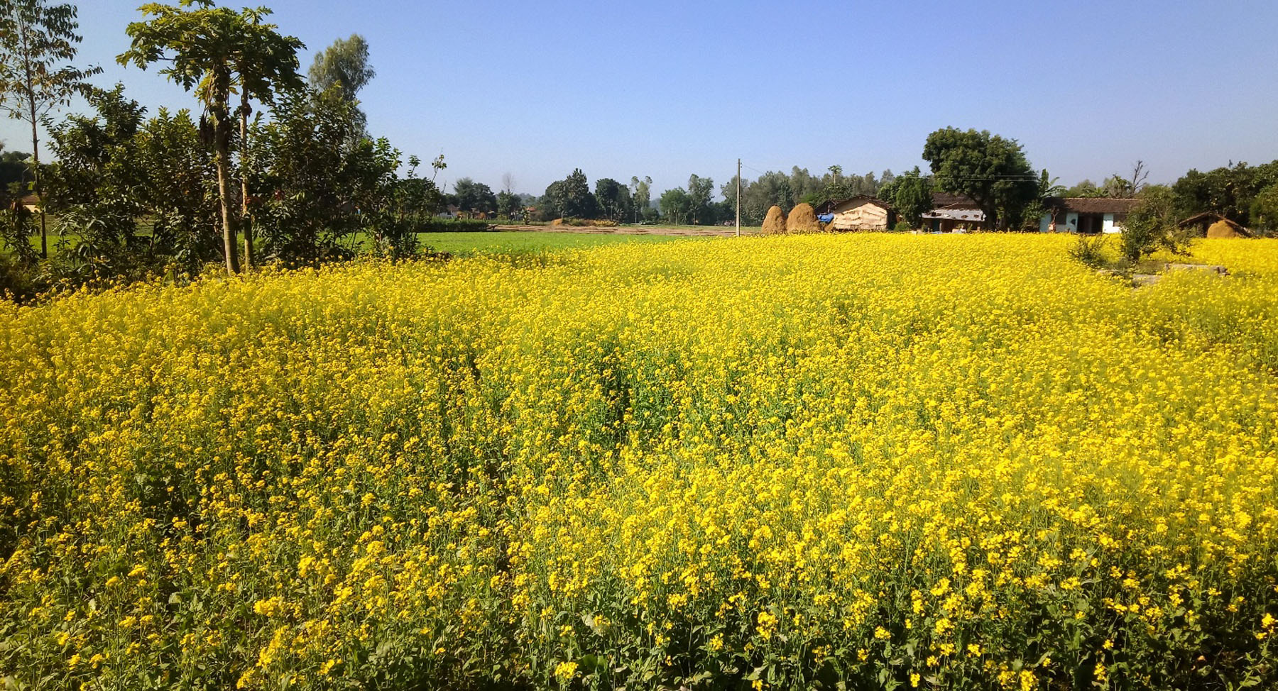 खेतमा फुलेको तोरी