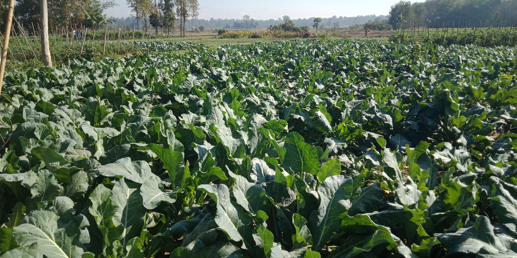 काउली