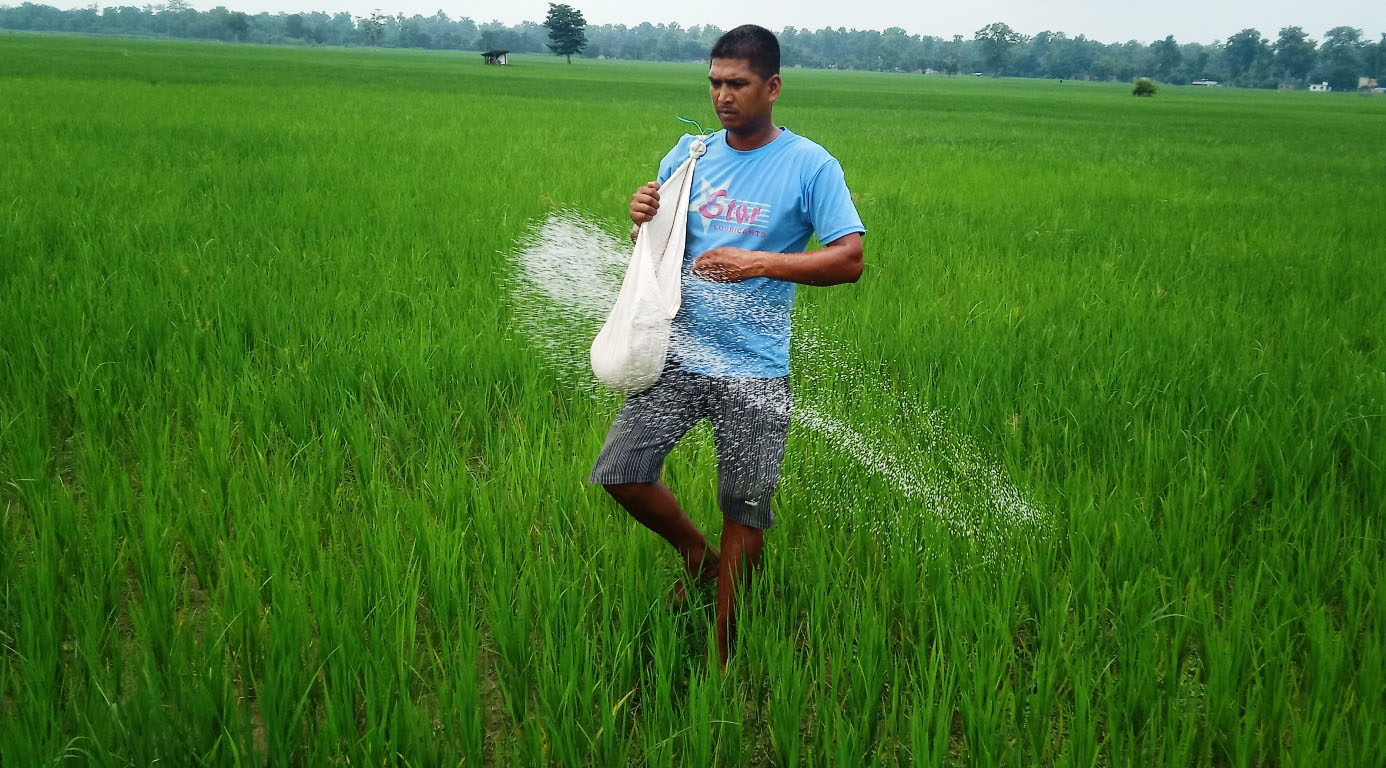 धान खेतमा युरिया छर्दै किसान