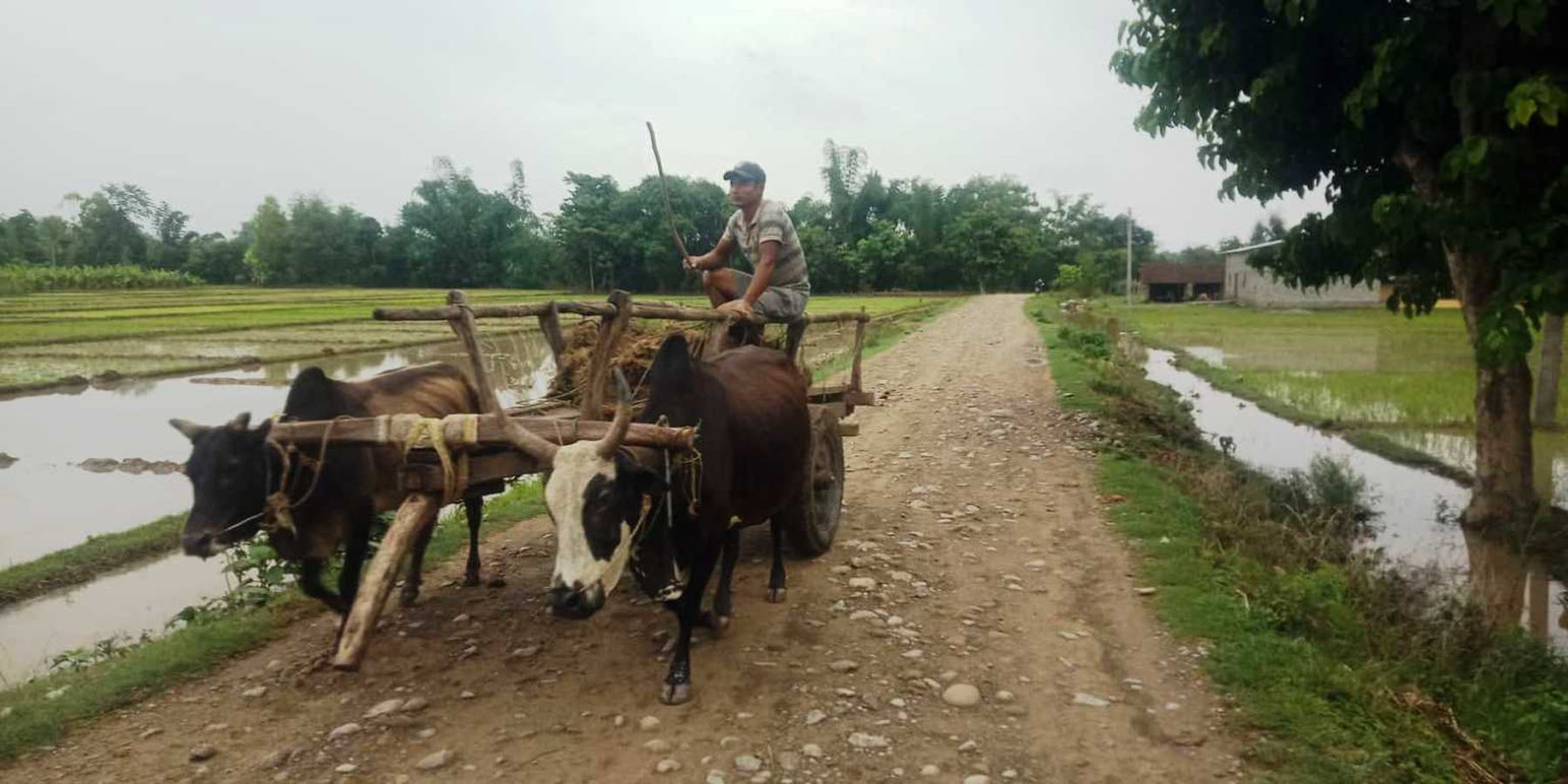 धानको बेर्ना गोरु गाडामा