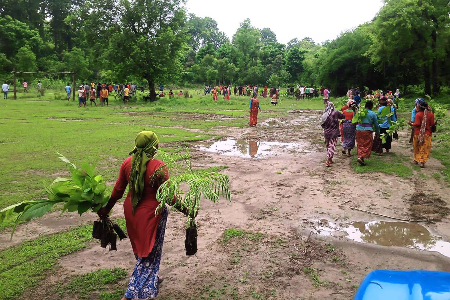 वृक्षरोपणका लागि बिरुवा