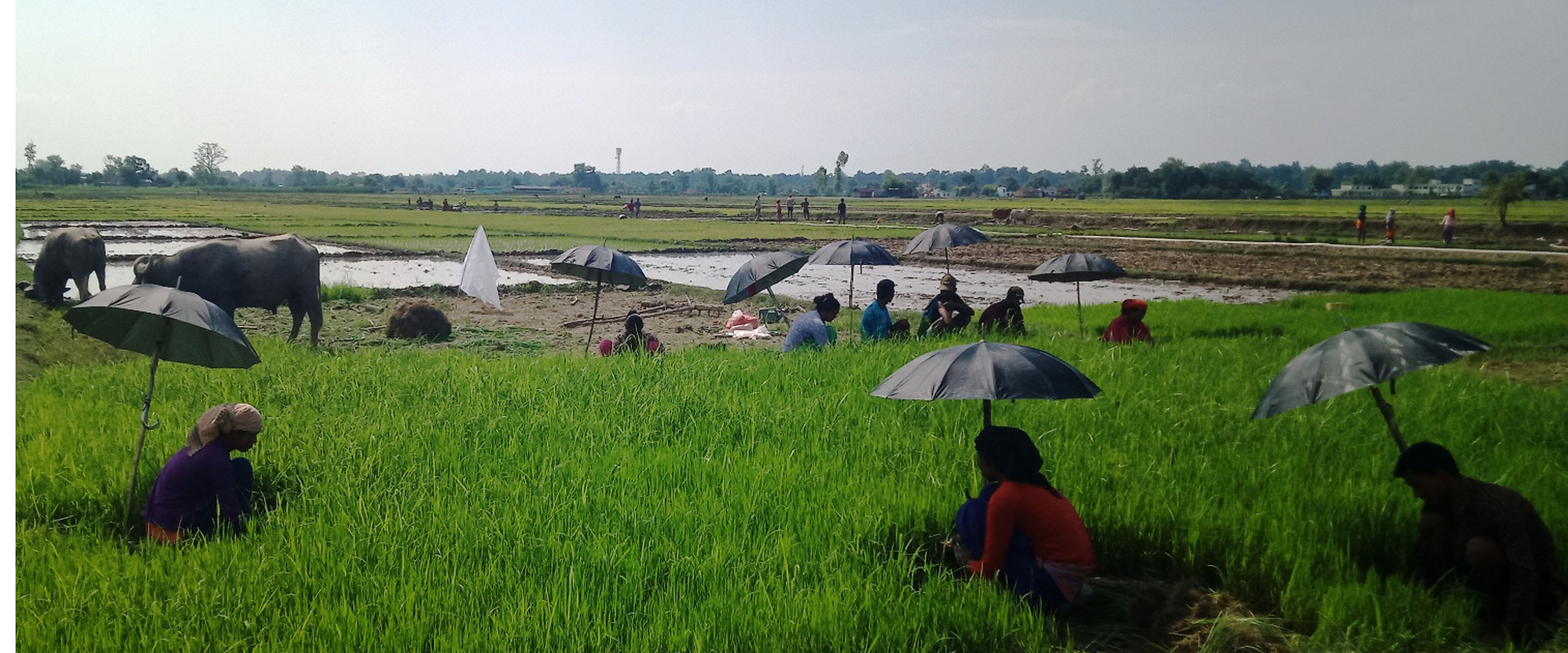 धान रोप्न बीउ उखेल्दै किसान
