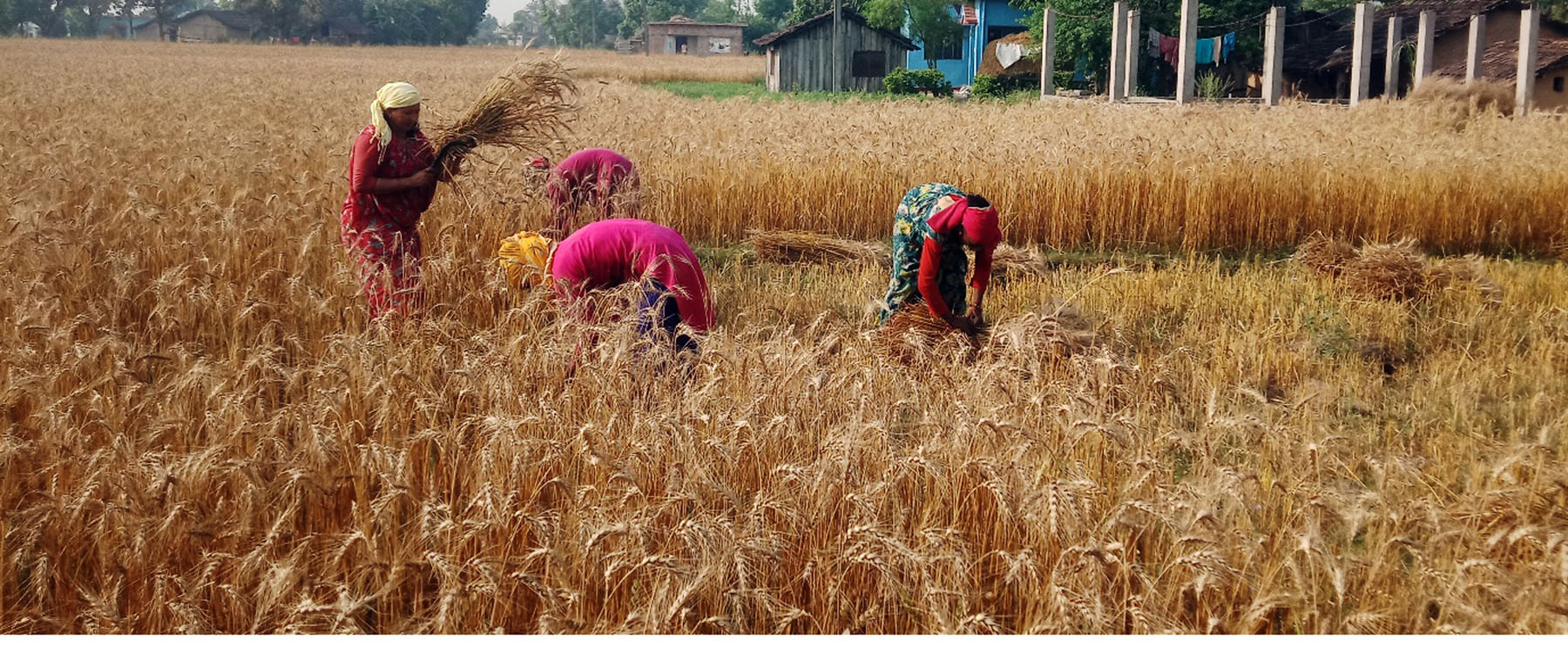 किसानलाई गहुँबाली भित्र्याउन चटारो