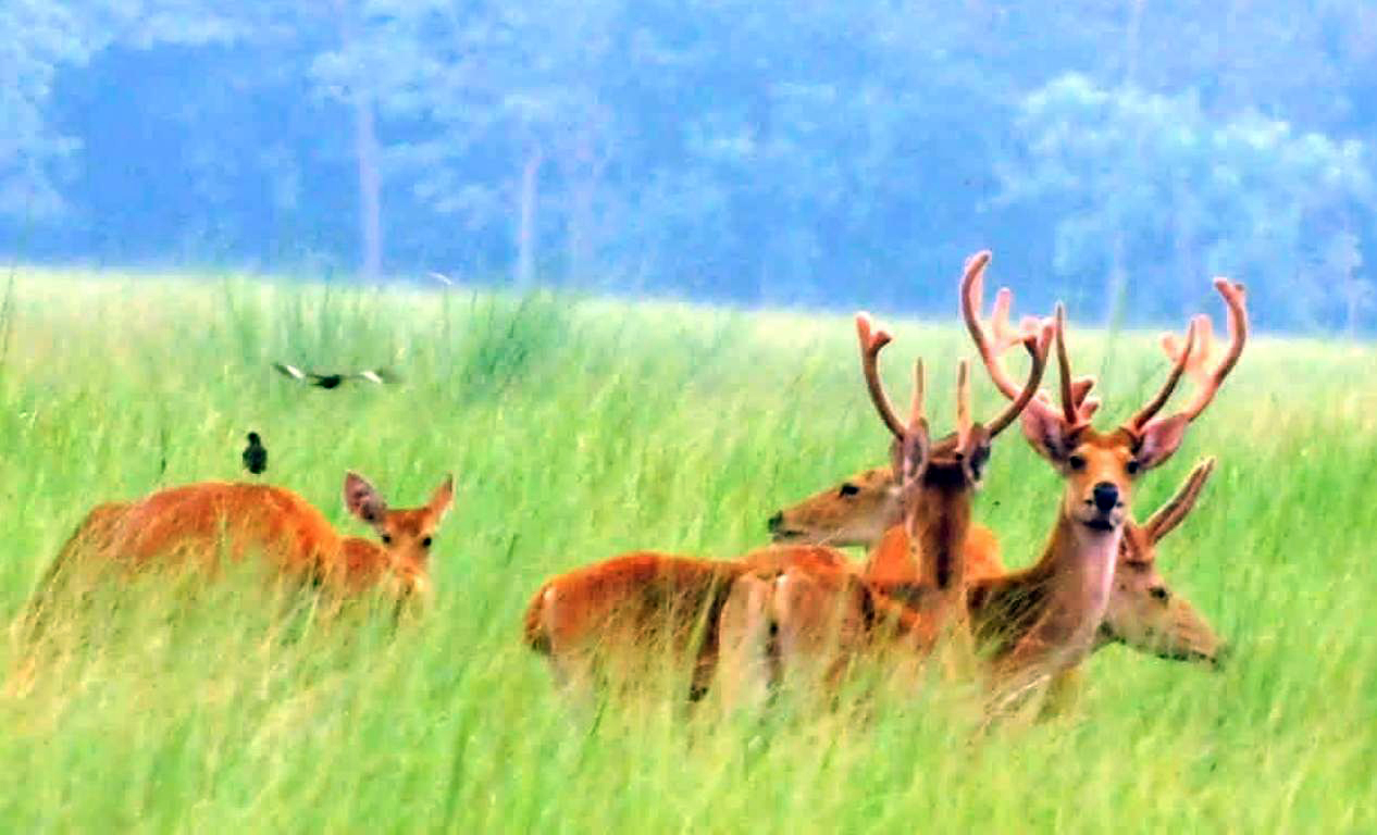 राष्ट्रिय निकुञ्जको घाँसे मैदानमा बाह्रसिंगा