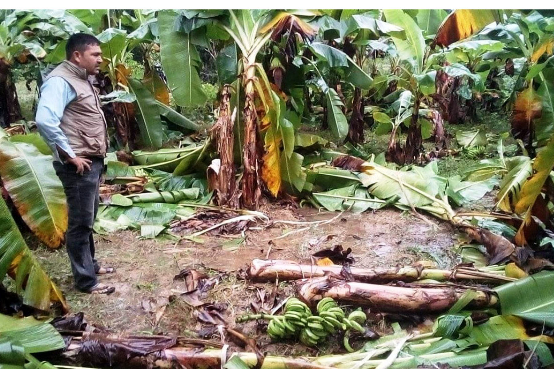 हात्तीको बथानले क्षति पु¥याएको केराखेती