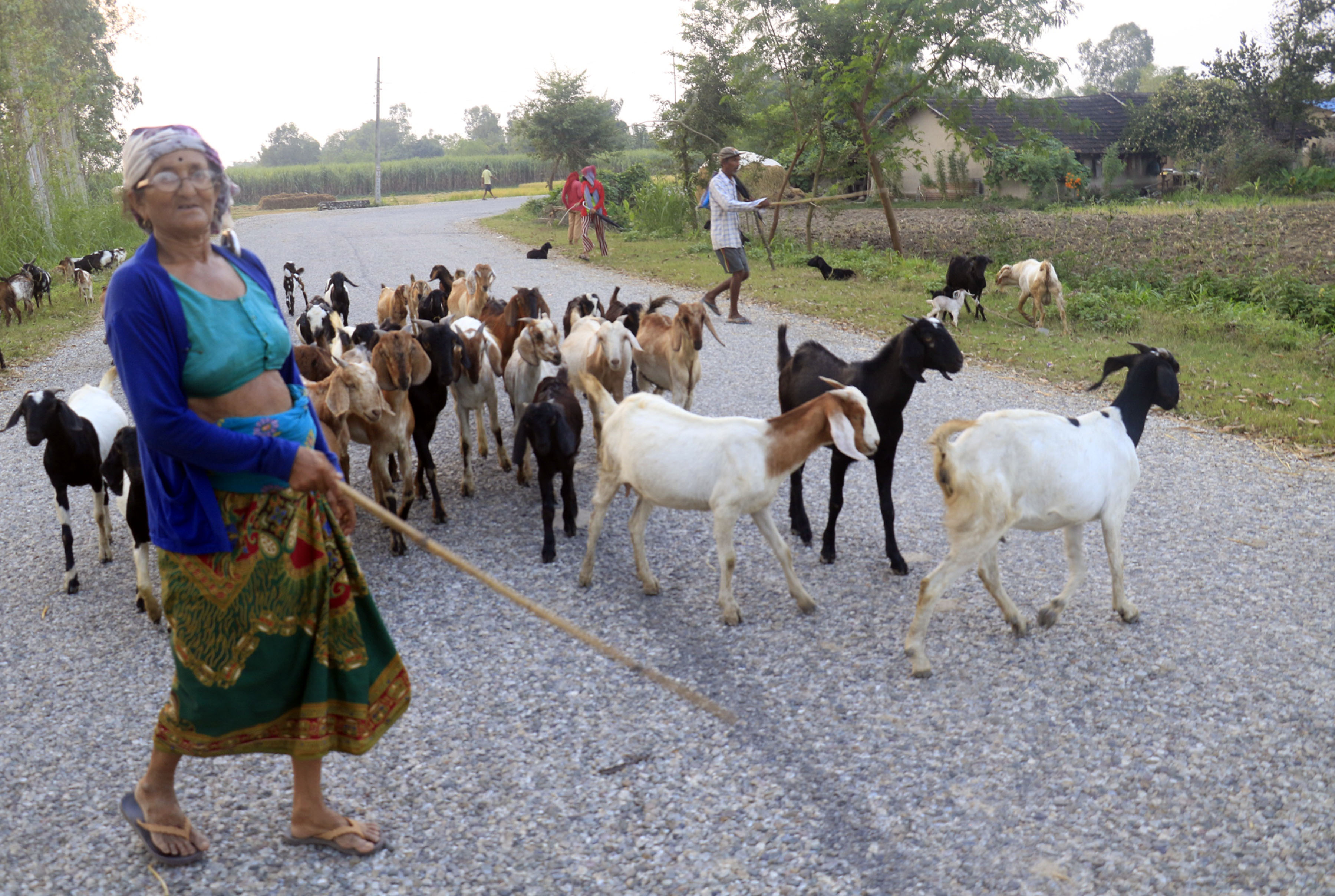 व्यावसायिक बाख्रापालन