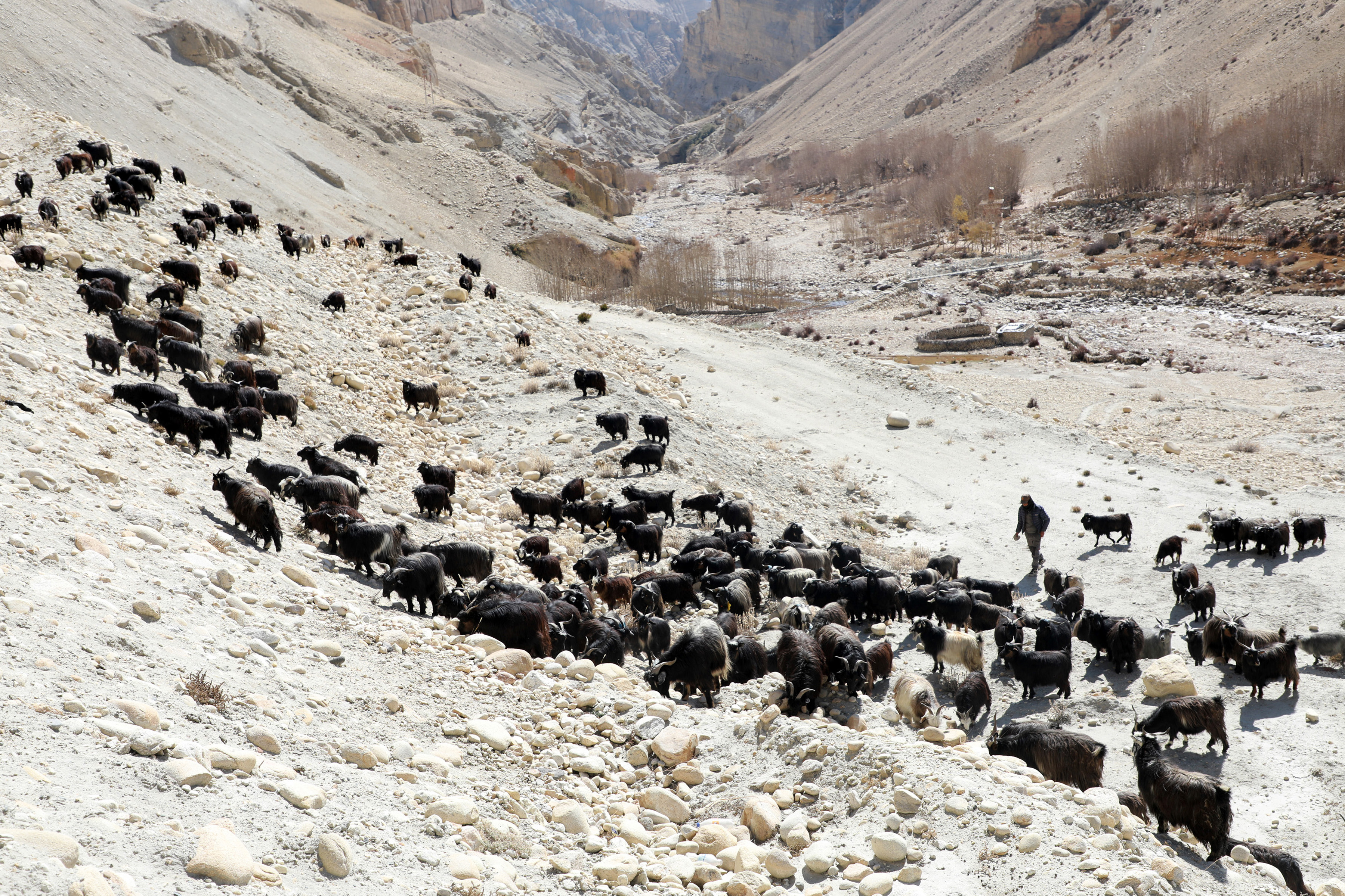 च्याङ्ग्रा चराउँदै