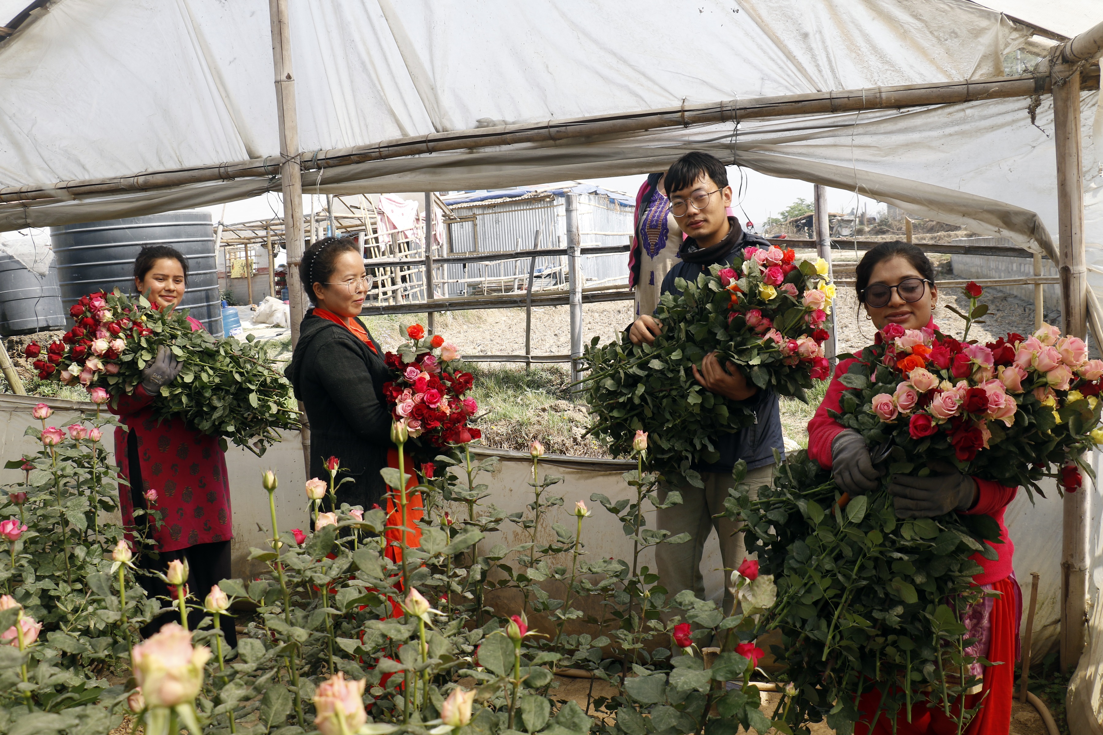 नेपालमा उत्पादित गुलाफ विदेश निर्यात हुँदैन, भारतबाट ठूलो मूल्यमा नेपाल भित्रिँदै