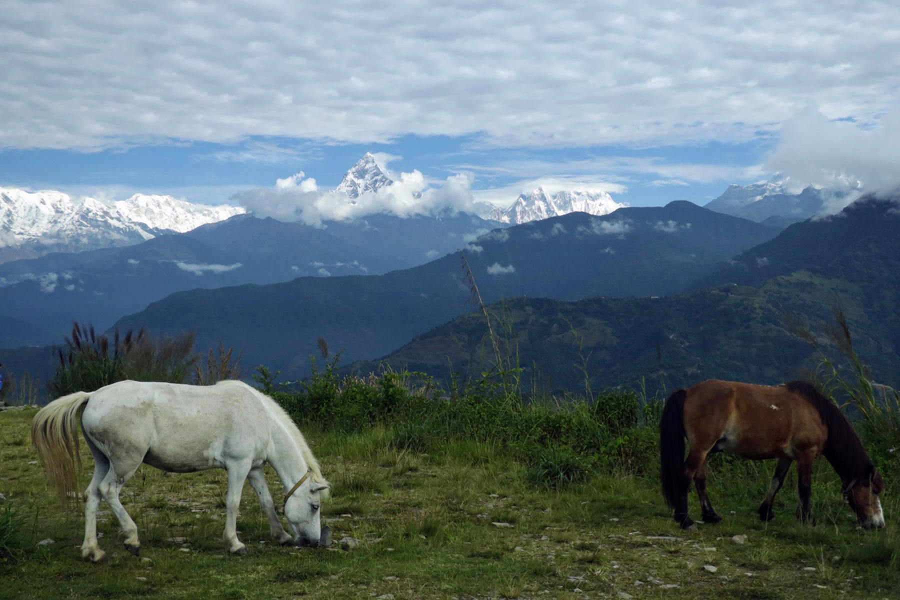 माछापुच्छ्रे हिमाल