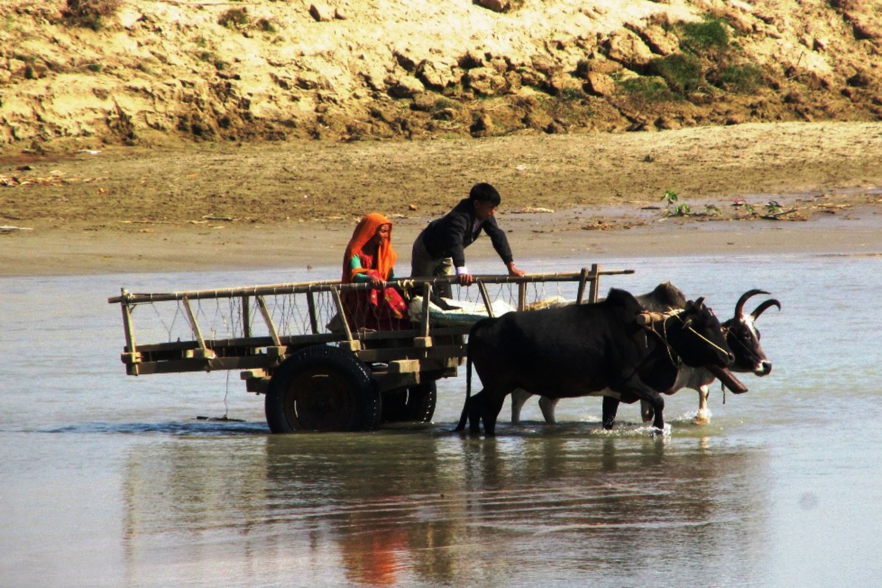 गोरु गाडा वनहरा नदी तार्दै