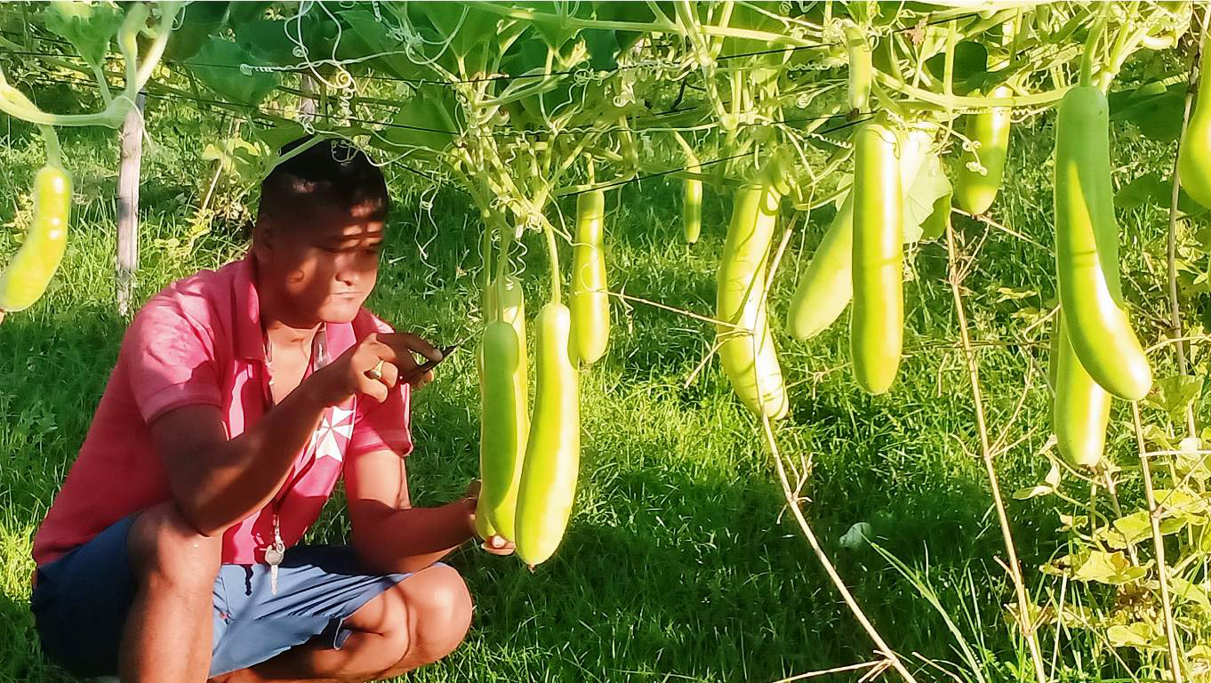 लौका खेती