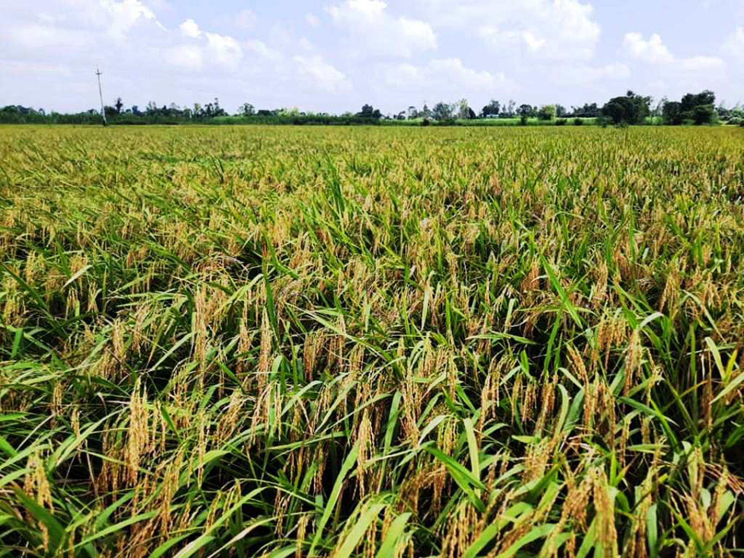 छरुवा प्रविधिबाट लगाईएको धान