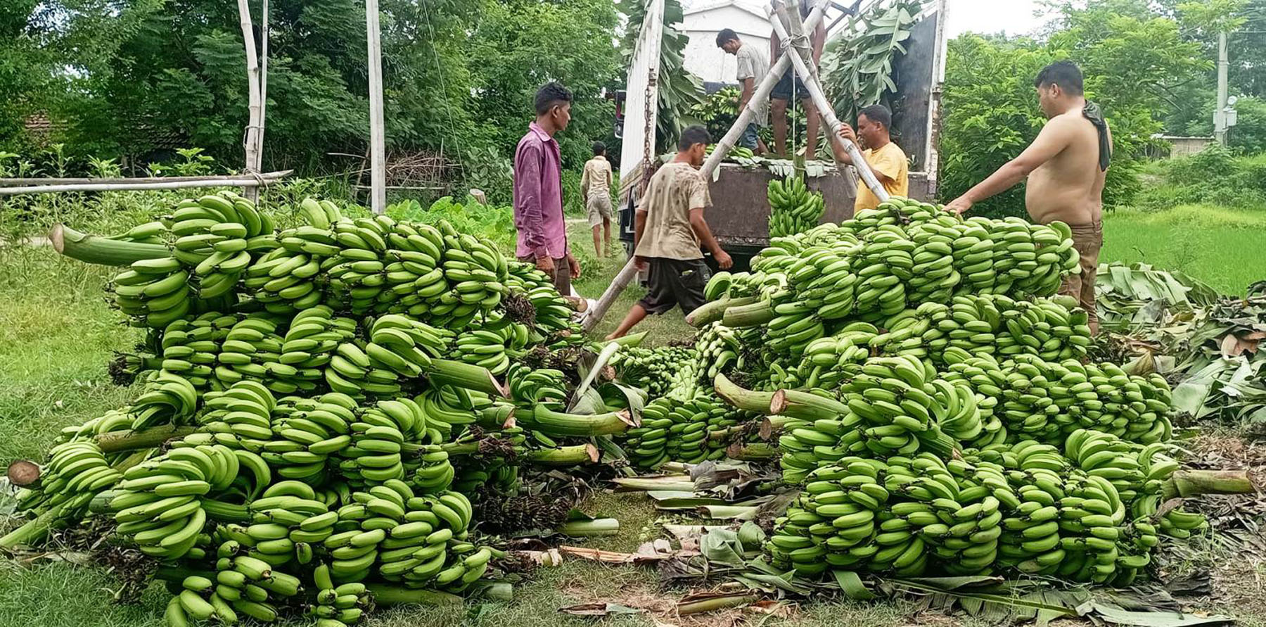 केरा बजार लैजान तयारी