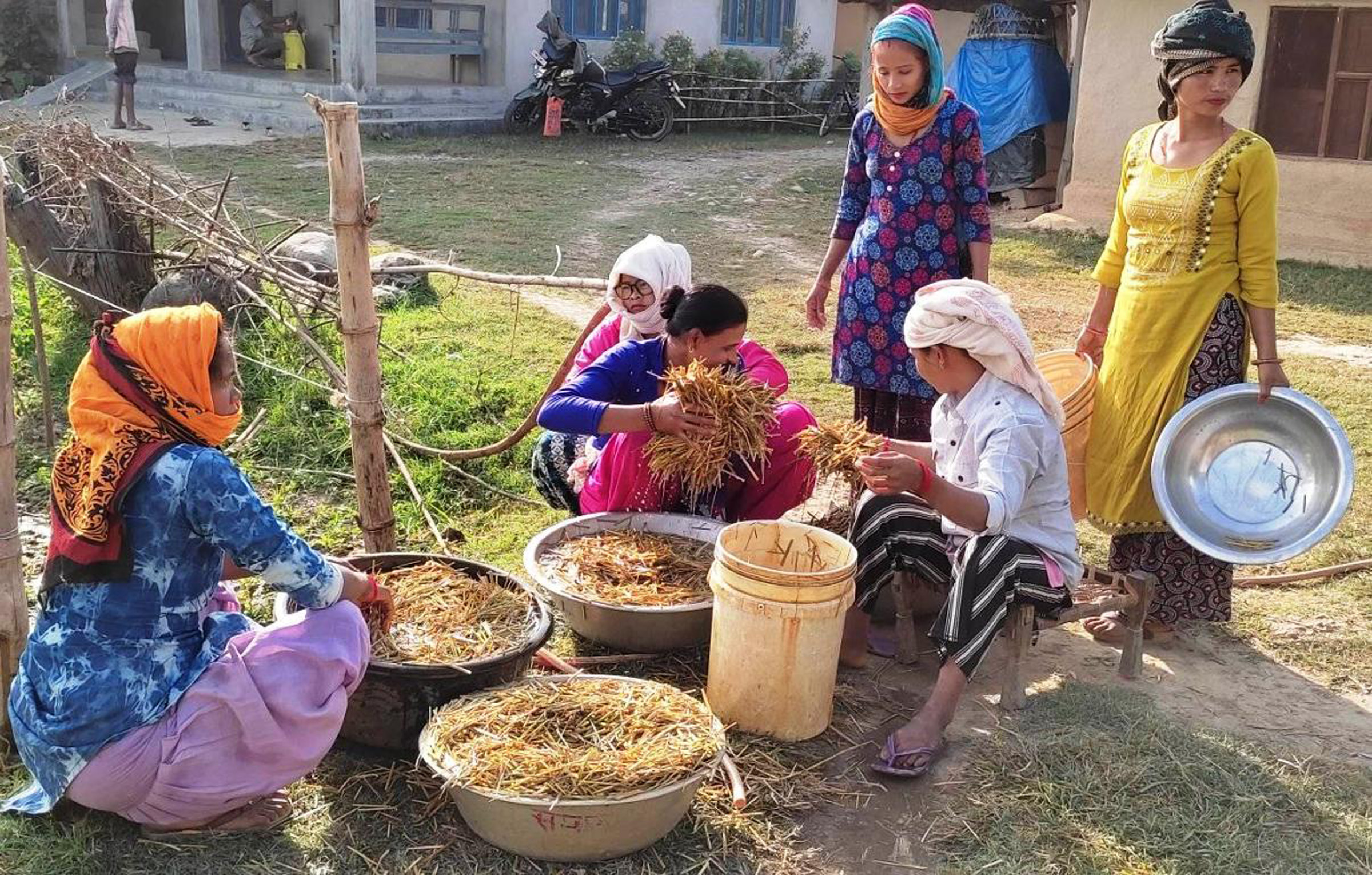 च्याउ खेतीका लागि पराल भिजाउँदै