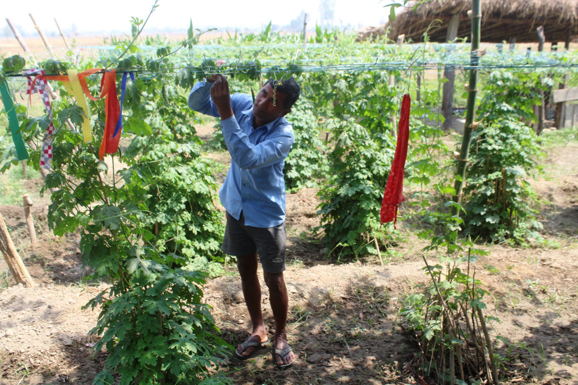 तिते करेलाका बिरुवा स्याहार्दै किसान
