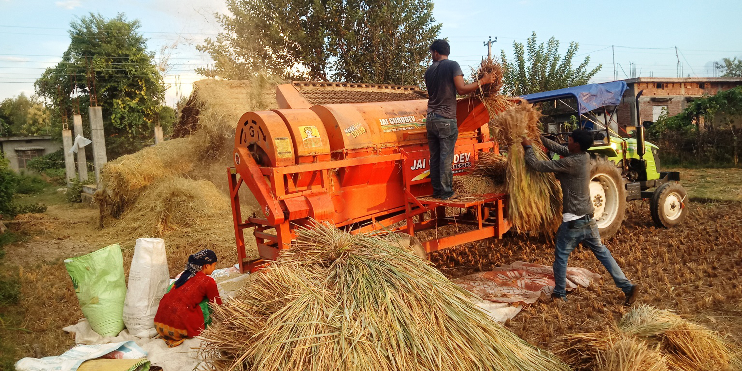 धान थ्रेसिङ गर्दै किसान
