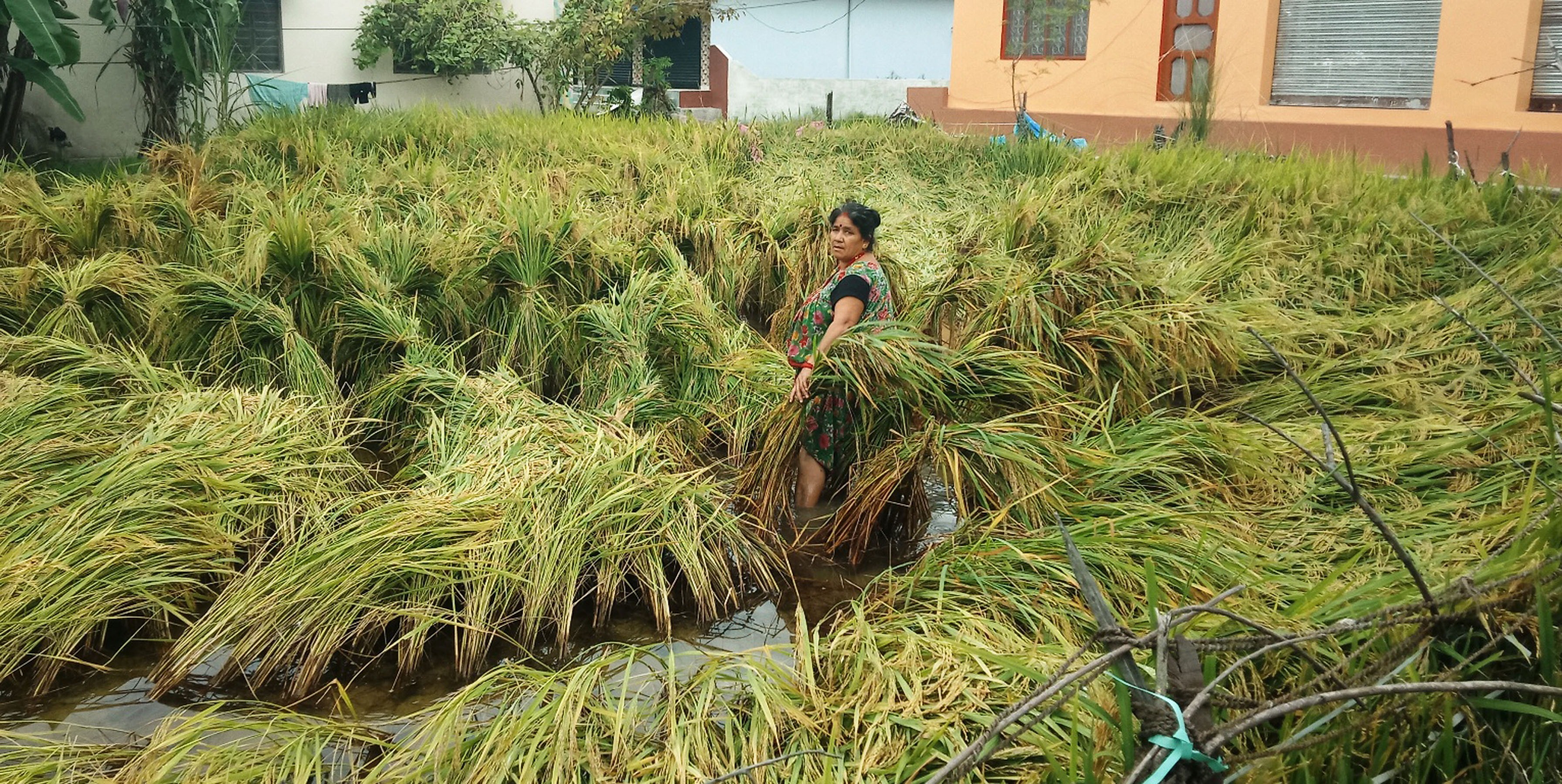 बर्षाले ढालेको धानका मुठा बाध्दै महिला