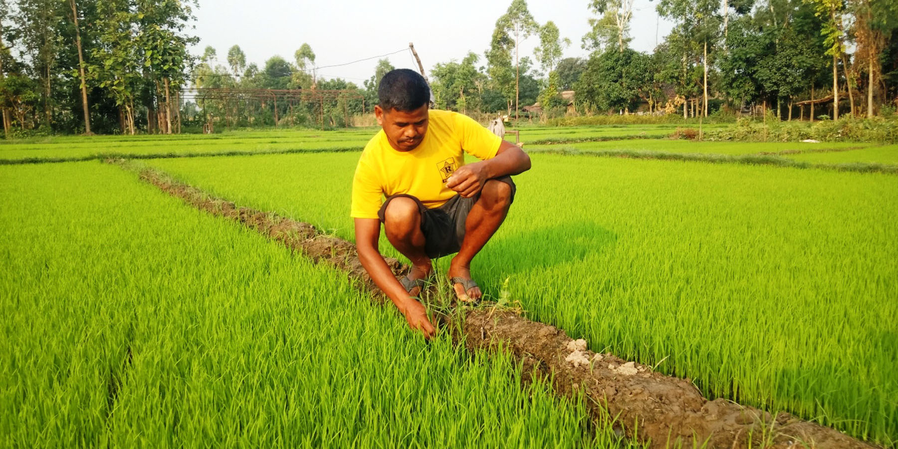 धानको बेर्नामा उम्रेका झारपात उखेल्दै गरेका किसान