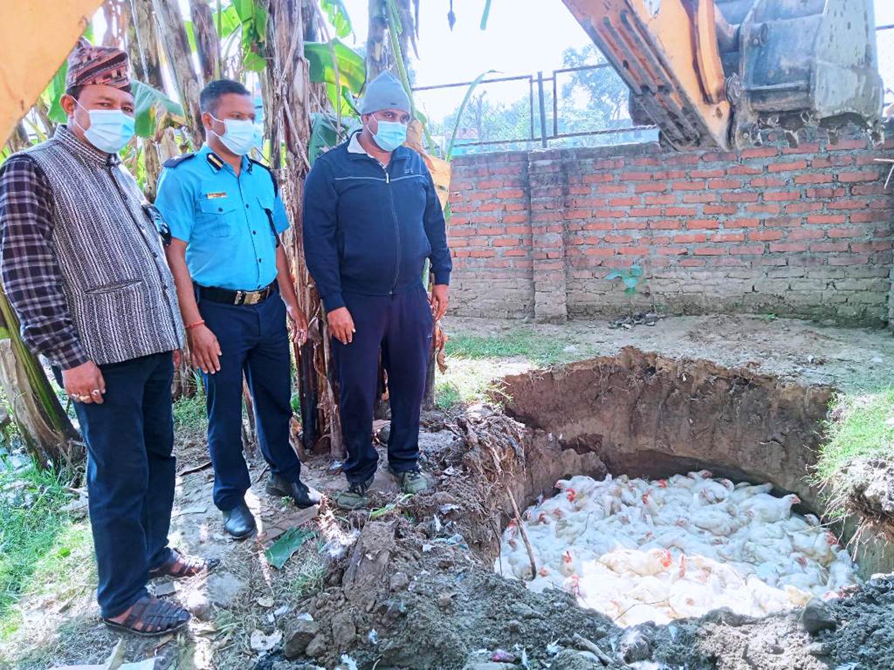 भारतबाट ल्याइएका अवैध कुखुरा नष्ट गरिँदै