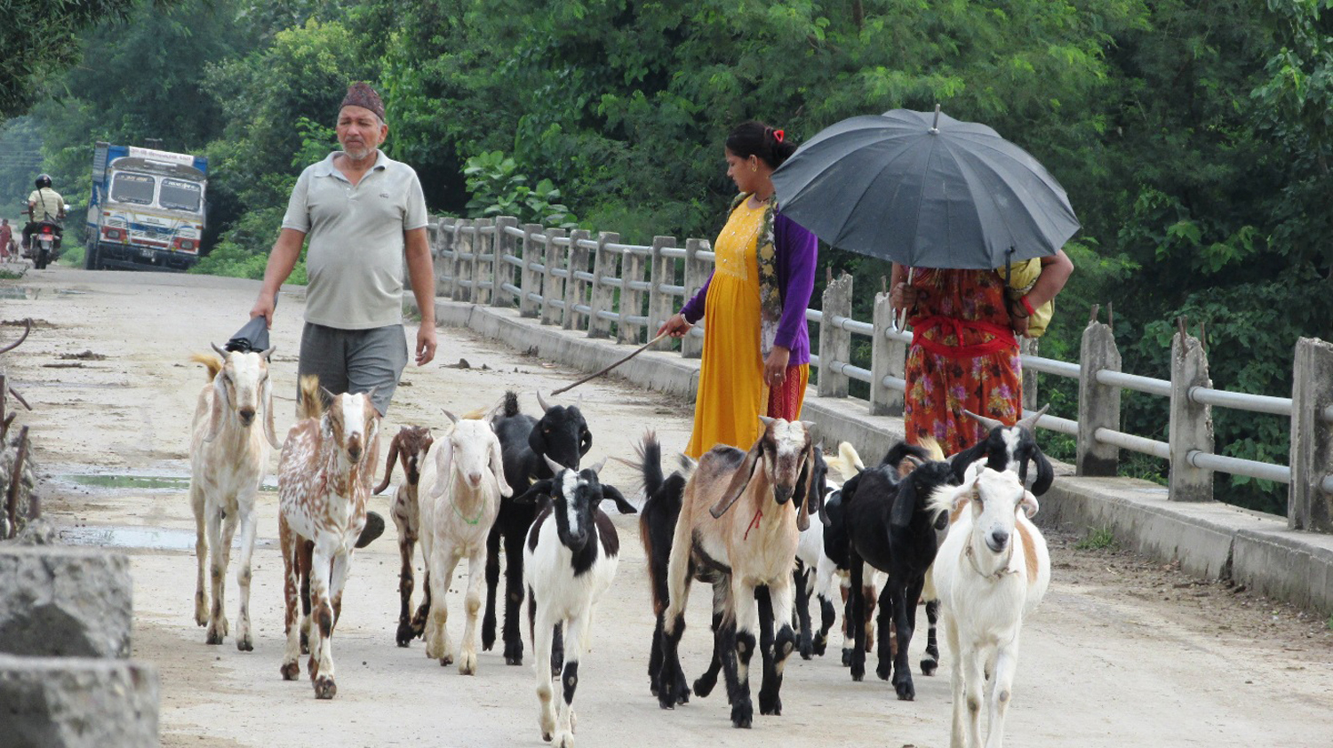 बाख्रा चराउन निकुञ्जतर्फ लाग्दै