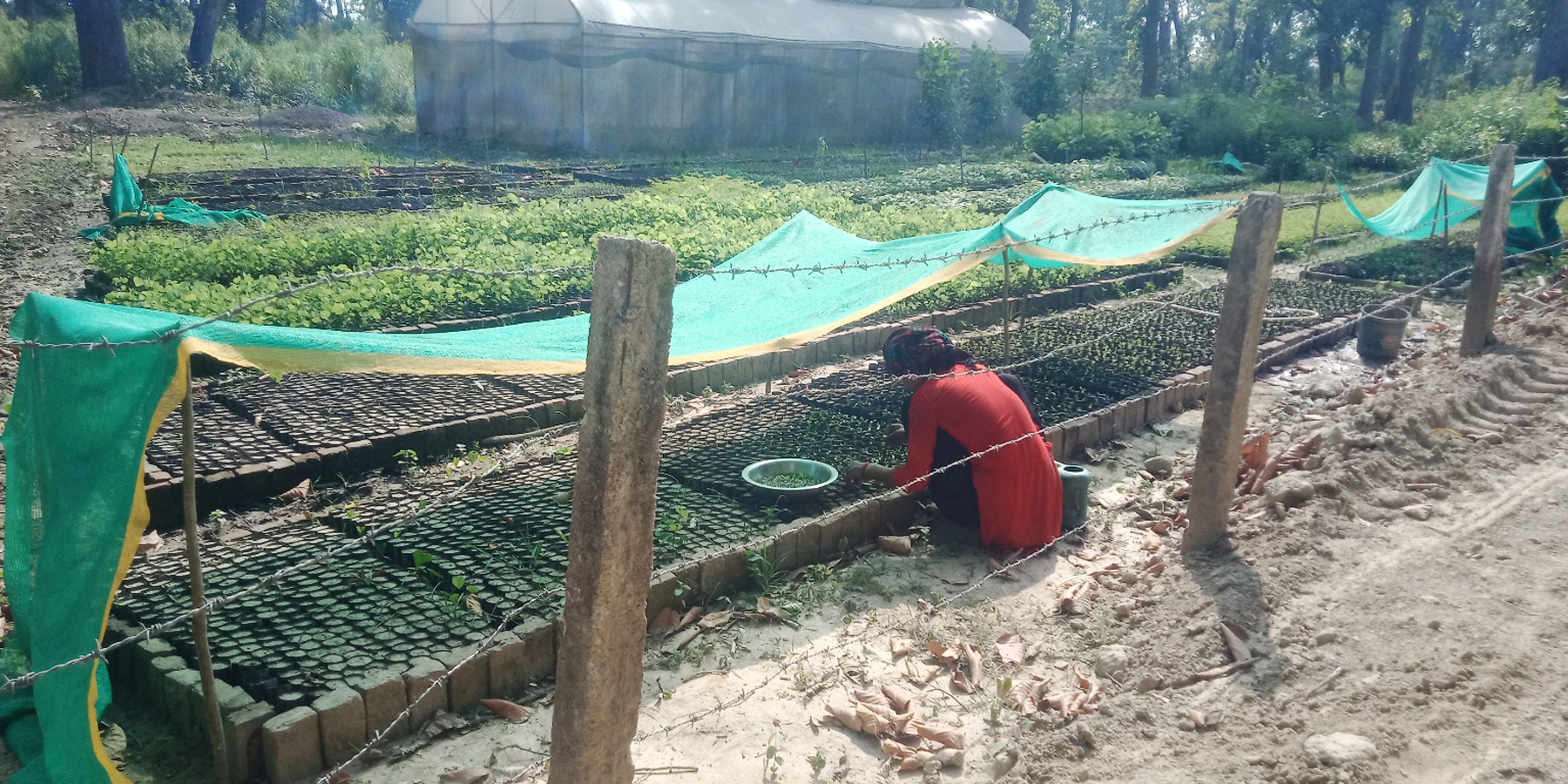 बिरुवा रोप्दै गरेका महिला कर्मचारी