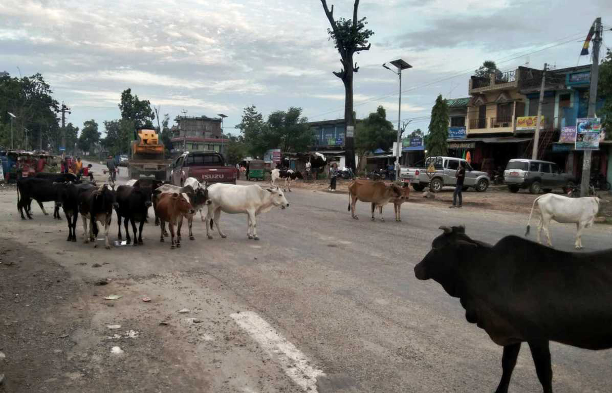 छाडा चौपाया