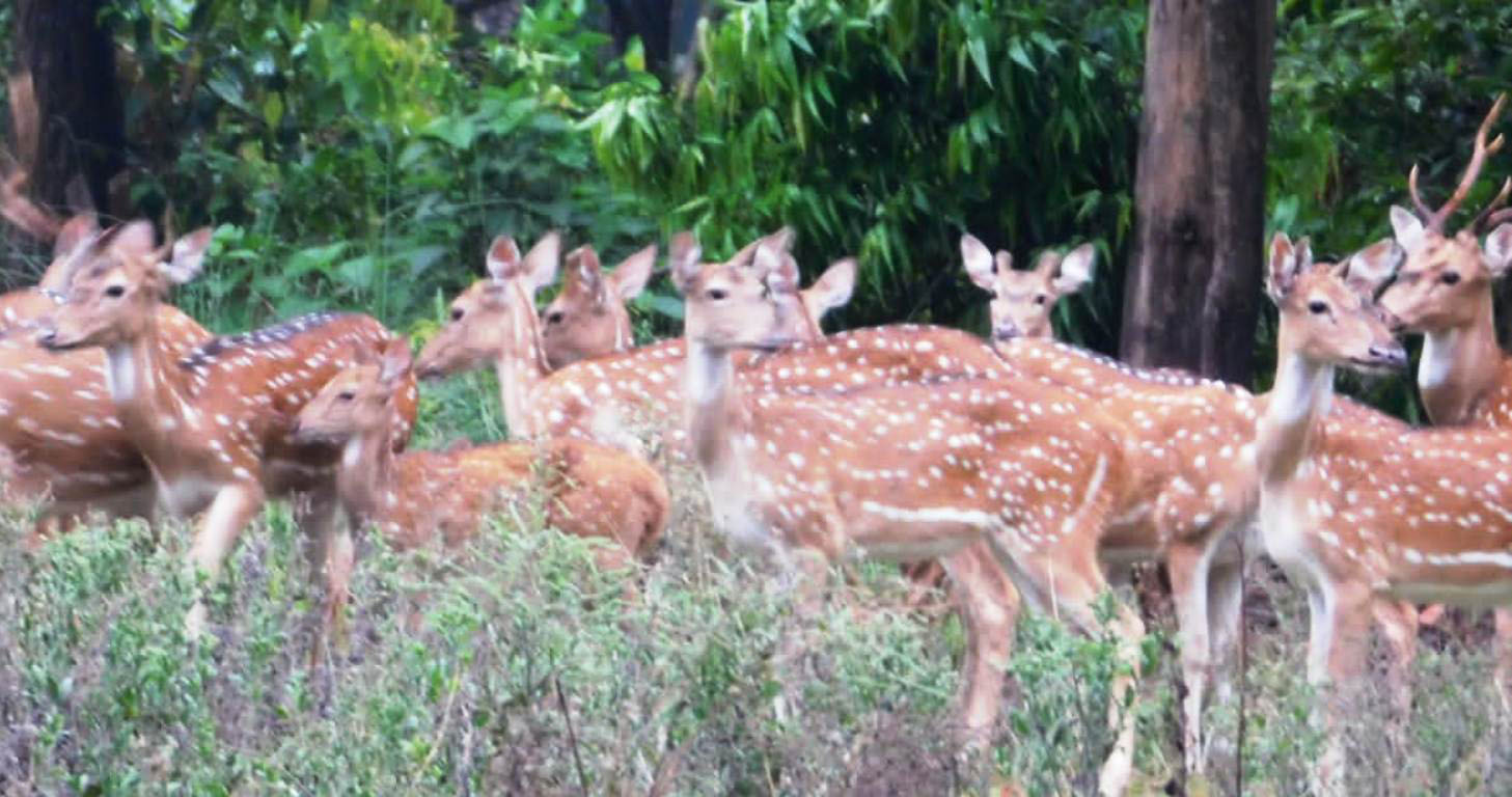 चित्तलको बथान