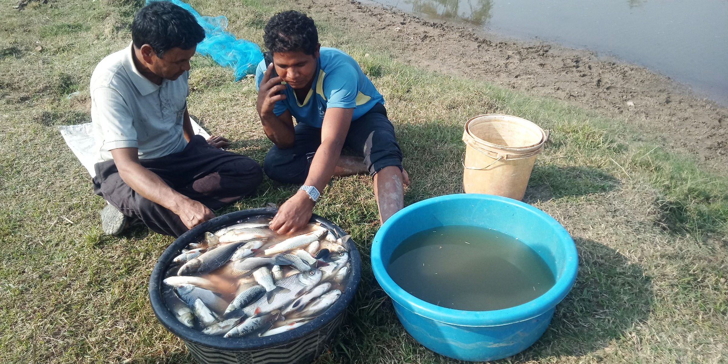 पोखरीबाट निकालएका माछा