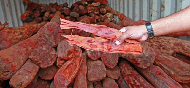 नेपाललाई घाँडो भएकाे  रक्तचन्दन लैजान भारतलाई स्वीकृति