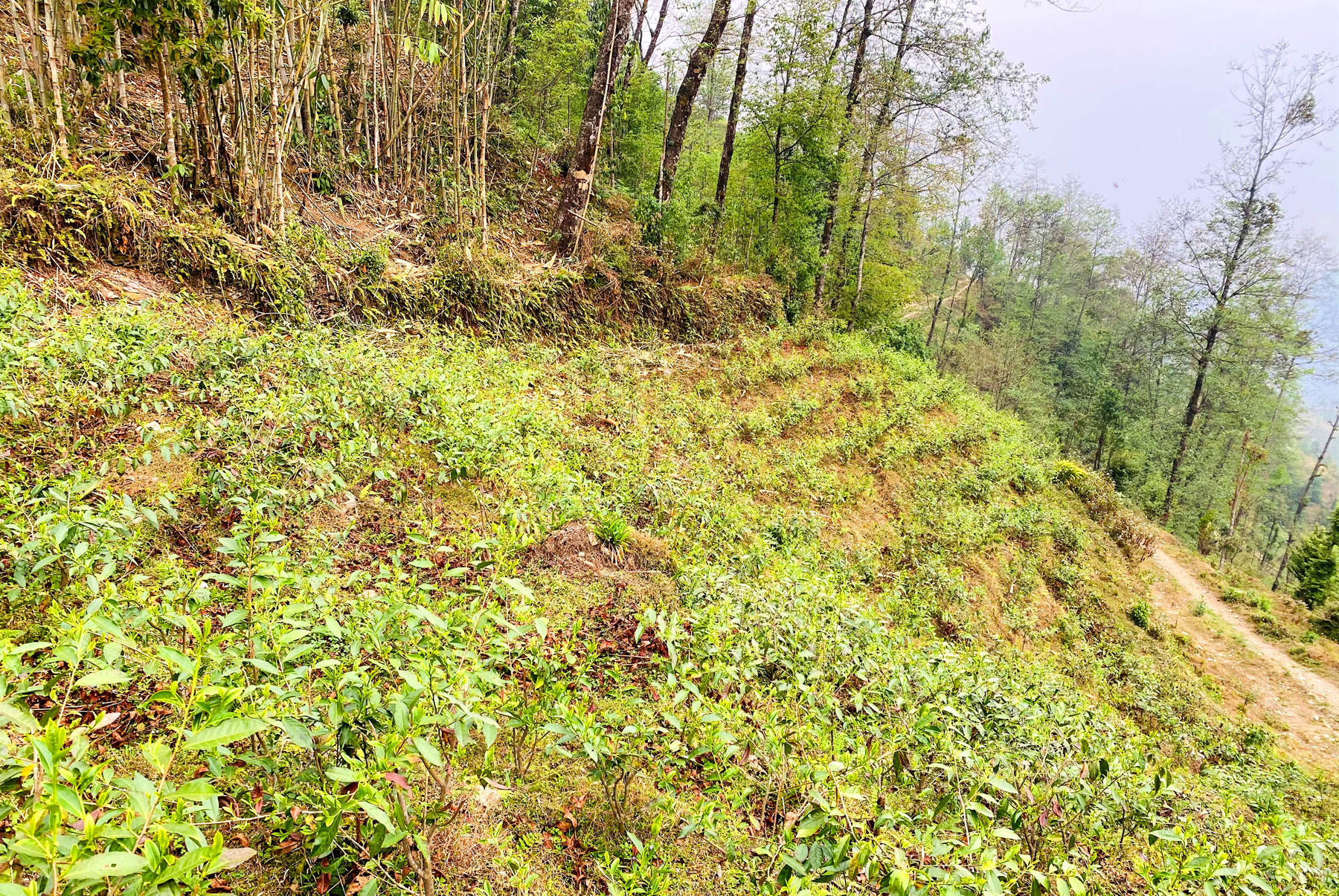 बागलुङमा चियाखेती
