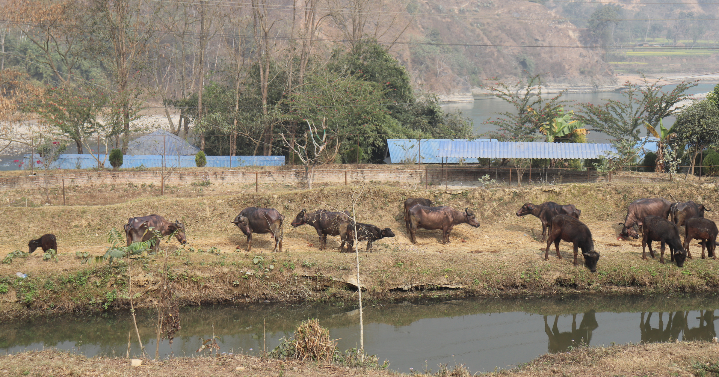 चेरी एग्रिकल्चरमा पालिएको भैँसी